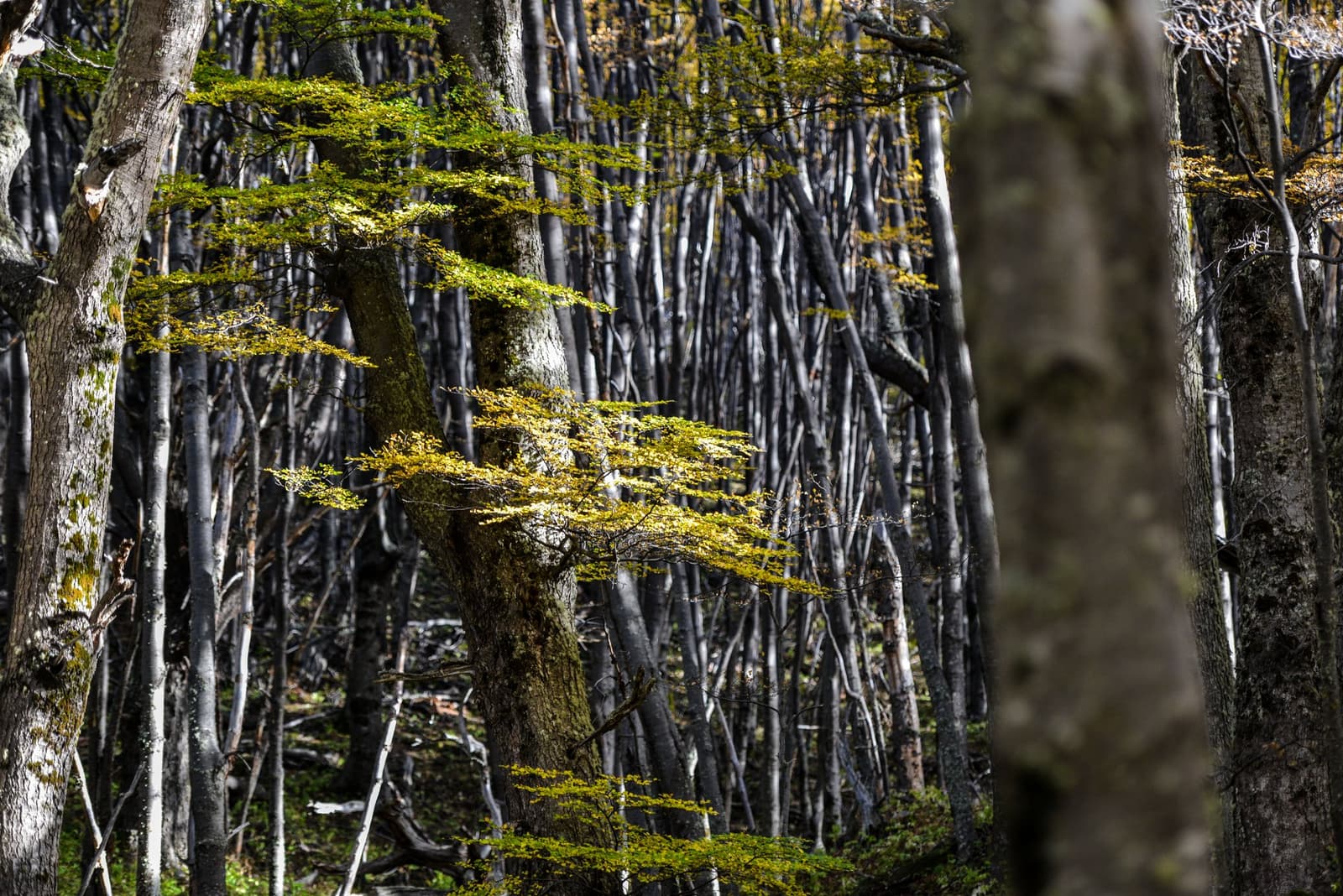Quiet in here. The forest keeps its secrets close. Dense lenga beech forest interior in Patagonia, with bare grey trunks receding into the background and a single younger tree showing bright yellow-green foliage in the foreground, the kind of terrain crossed on puma trekking patagonia expeditions