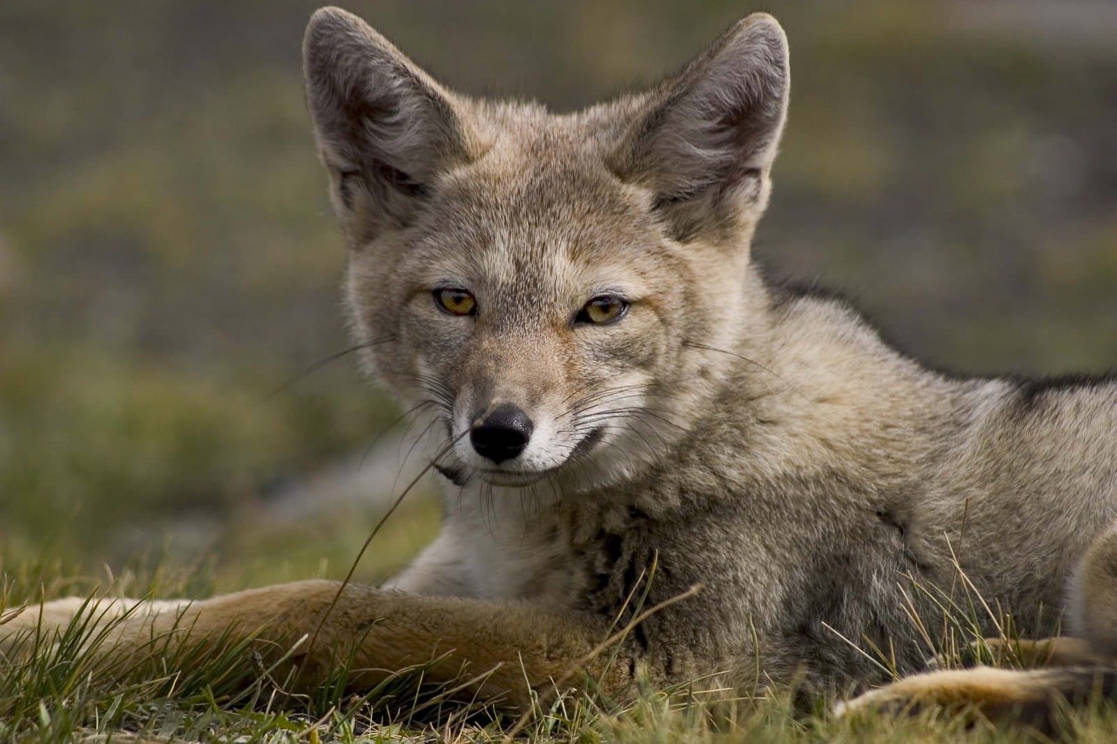 Not the puma. Completely unbothered about it. A Patagonian fox lies in short grass, staring directly at the camera with amber eyes, on a puma trekking Patagonia tour in Torres del Paine
