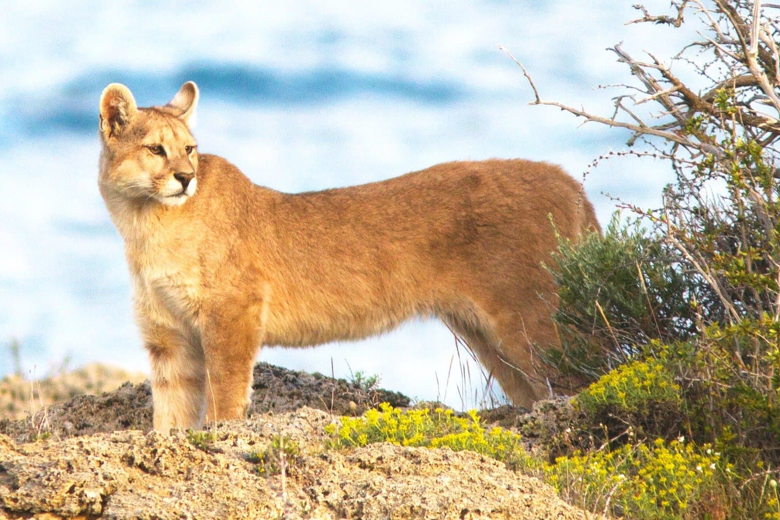 Unbothered, unhurried, and entirely in charge of the situation. A puma stands alert on a rocky ridge during puma trekking in Patagonia, its tawny coat catching the light against a pale blue sky and sparse scrub vegetation