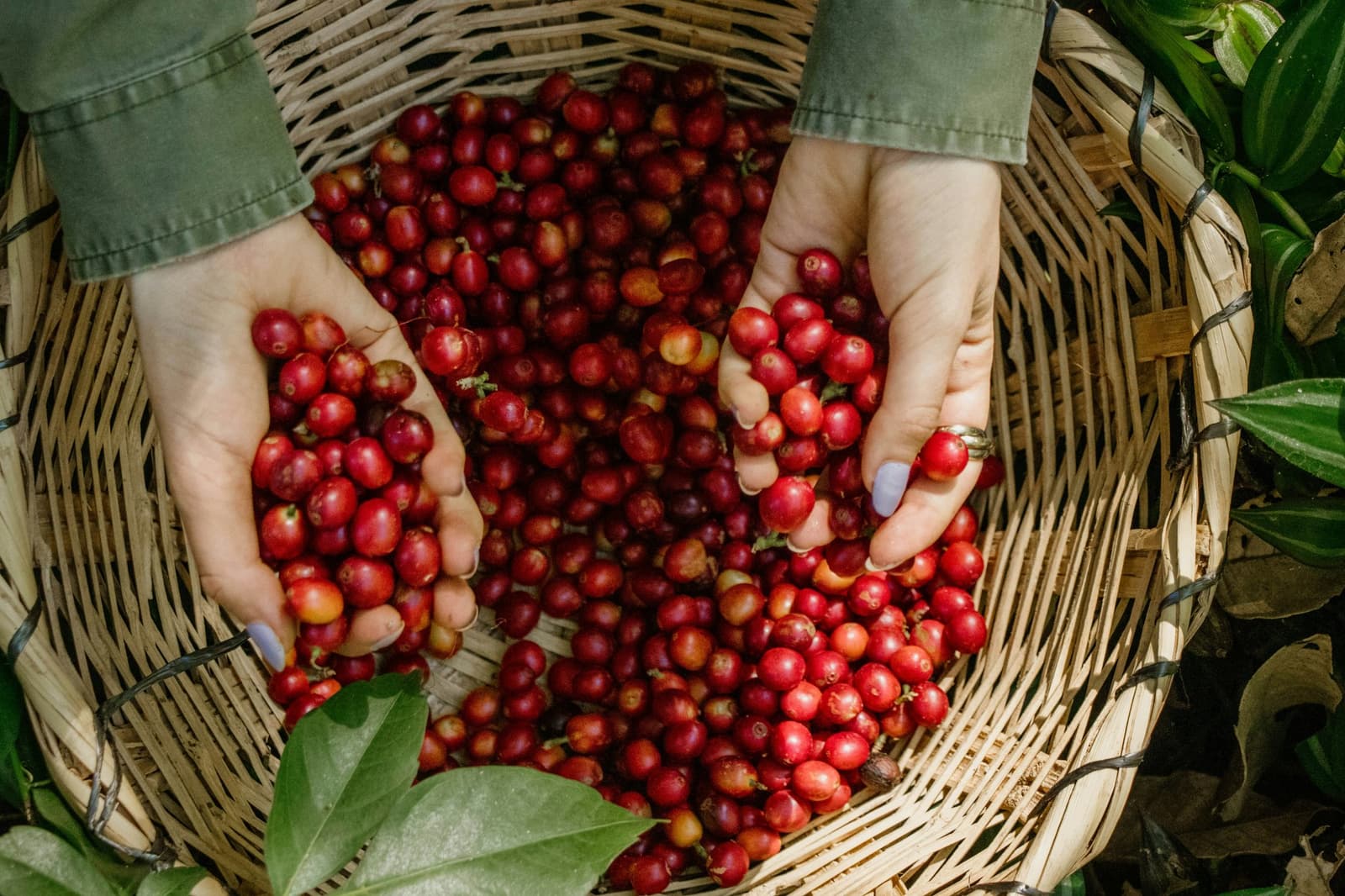 Colhidas na hora, ainda quentes, e quase prontas para virar a melhor xícara do roteiro. Duas mãos colhendo cerejas de café vermelhas e maduras de uma cesta de vime durante o passeio em uma fazenda de café no trek Salkantay de 5 dias