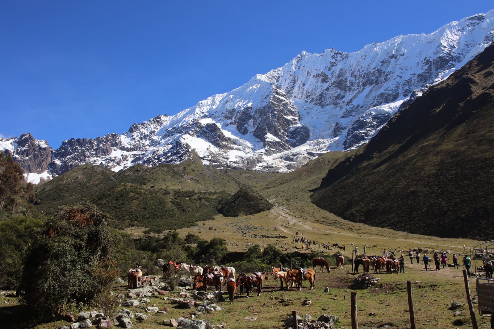 Cavalos prontos, botas amarradas, o gelo bem na frente. Uma tropa de cavalos selados pasta num vale verde de altitude no início do Salkantay Trek de 5 dias, com caminhantes e condutores ao fundo e um pico nevado dos Andes erguendo-se sob um céu azul intenso