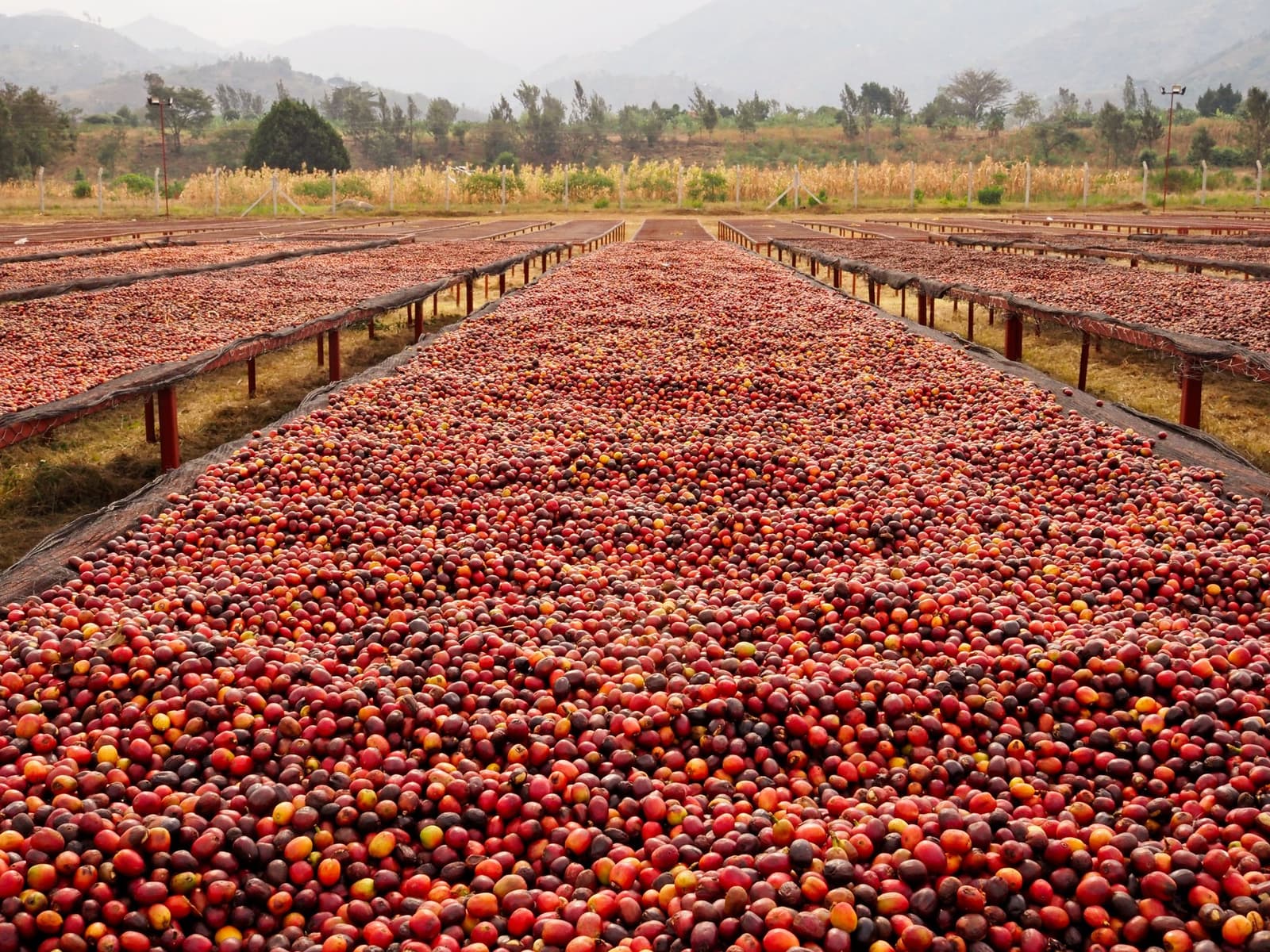 Cerejas vermelhas ao sol da montanha, e um café que você mesmo vai colher. Fileiras de camas de secagem cobertas com cerejas de café vermelho-vivo em uma fazenda de altitude, com montanhas encobertas de neblina ao fundo