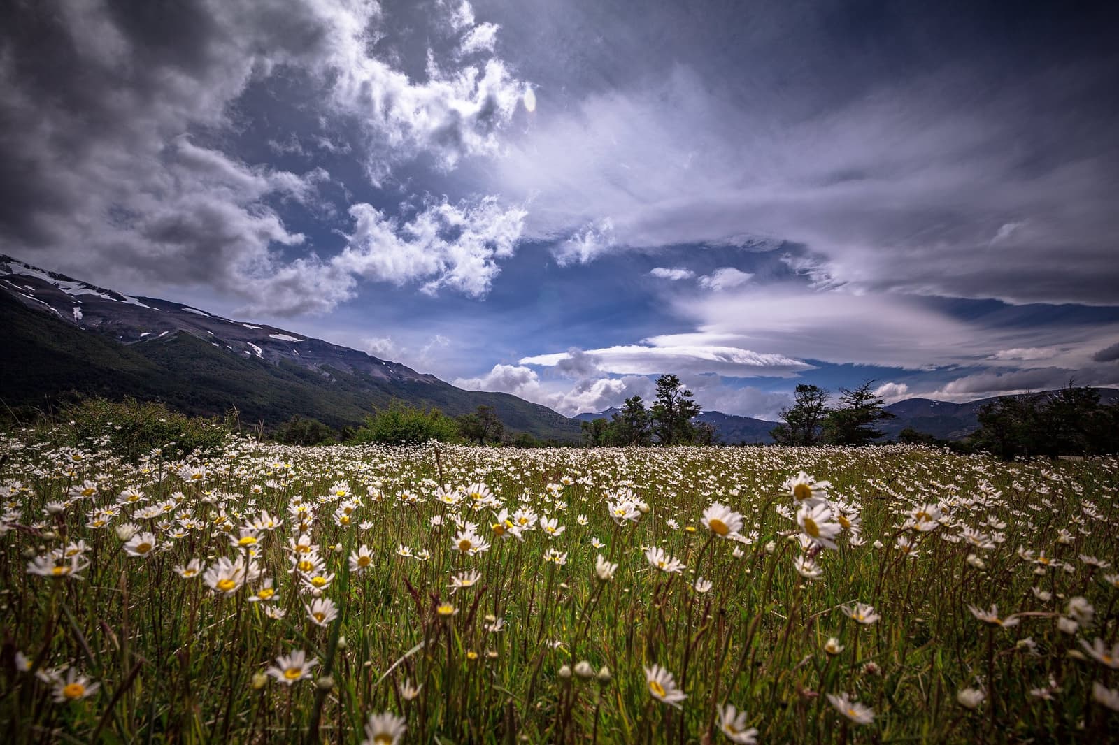 Spring in Patagonia doesn't ask permission, it just covers the valley floor in daisies. A wide meadow of white daisy-like wildflowers stretches toward forested mountain slopes with patches of snow, under a dramatic sky of deep blue and billowing clouds on the self-guided O Circuit in Torres del Paine