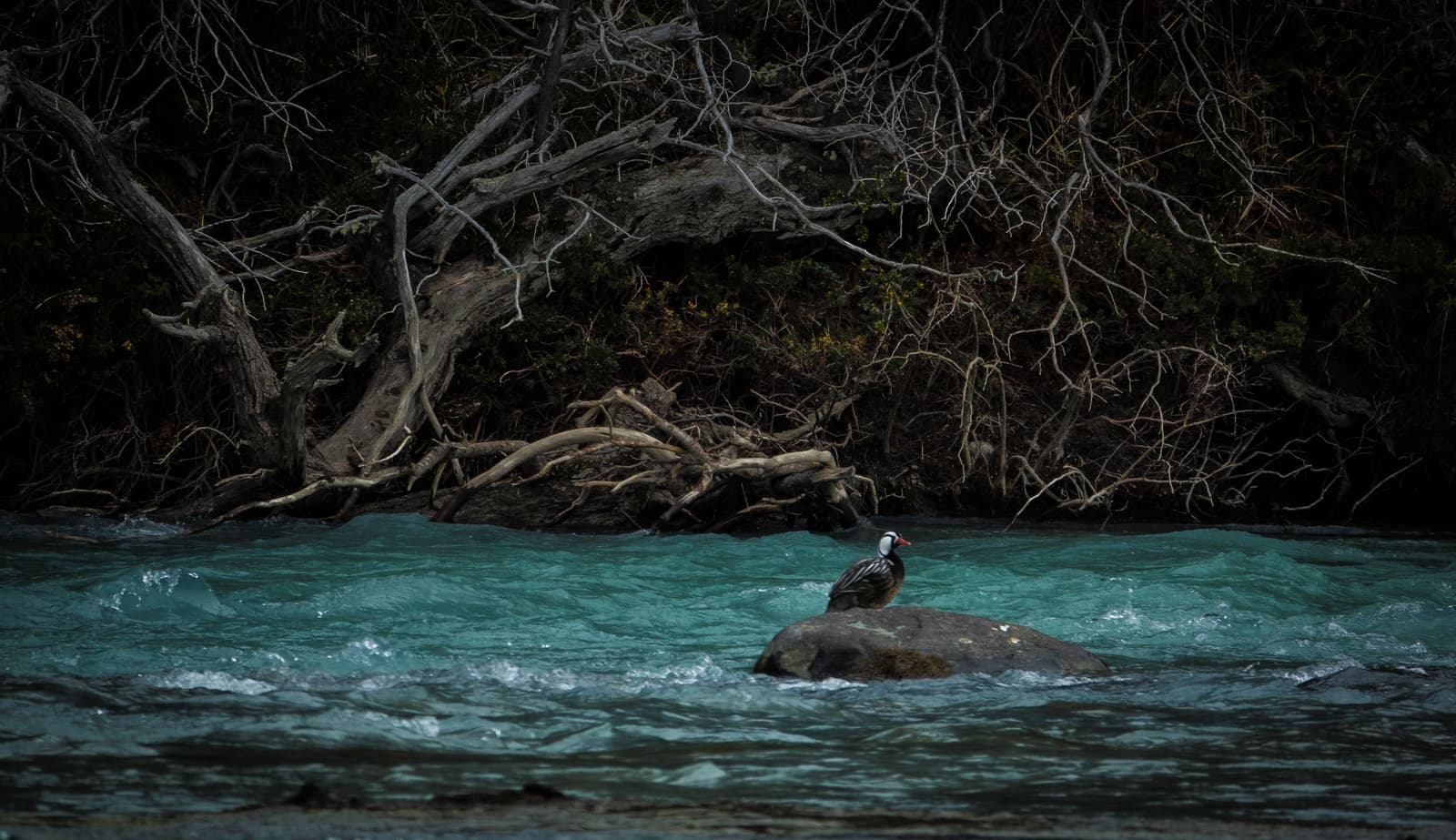 Fast water, one small bird, absolutely zero concern about the current. A white-headed duck with a red bill perches on a mid-river rock surrounded by rushing turquoise glacial water, with gnarled bare trees and dense scrub along the bank — a quiet wildlife moment on the self-guided W Trek in Patagonia.