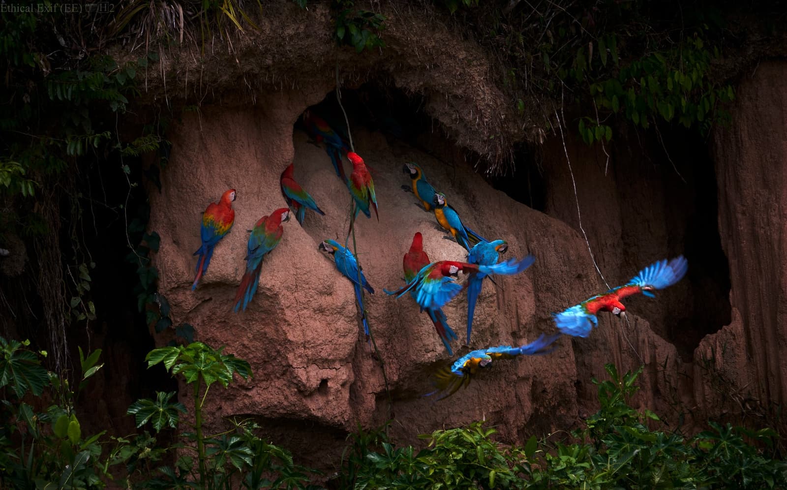 Clay, minerals, and about thirty opinions on who gets the best spot. Photo: Paul Bertner A large group of scarlet macaws and blue-and-gold macaws clinging to and taking flight from an exposed clay cliff face at the Tambopata Research Center Peru, surrounded by dense tropical vegetation
