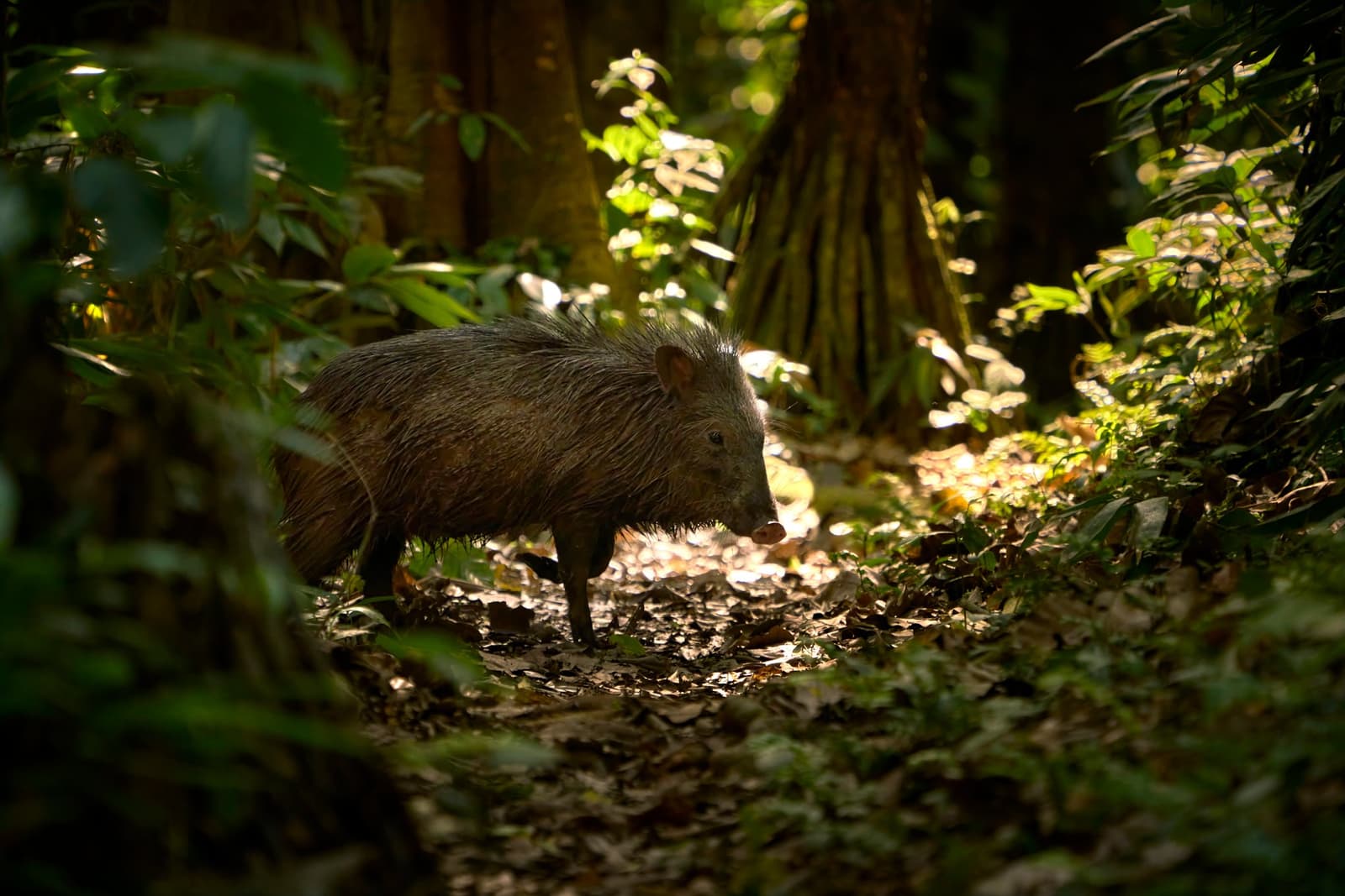 Peccaries don't wait for an invitation. They just show up. Photo: Paul Bertner 2017 A collared peccary forages along a leaf-littered forest trail at the Tambopata Research Center Peru, dappled sunlight filtering through dense tropical vegetation and large tree trunks in the background.