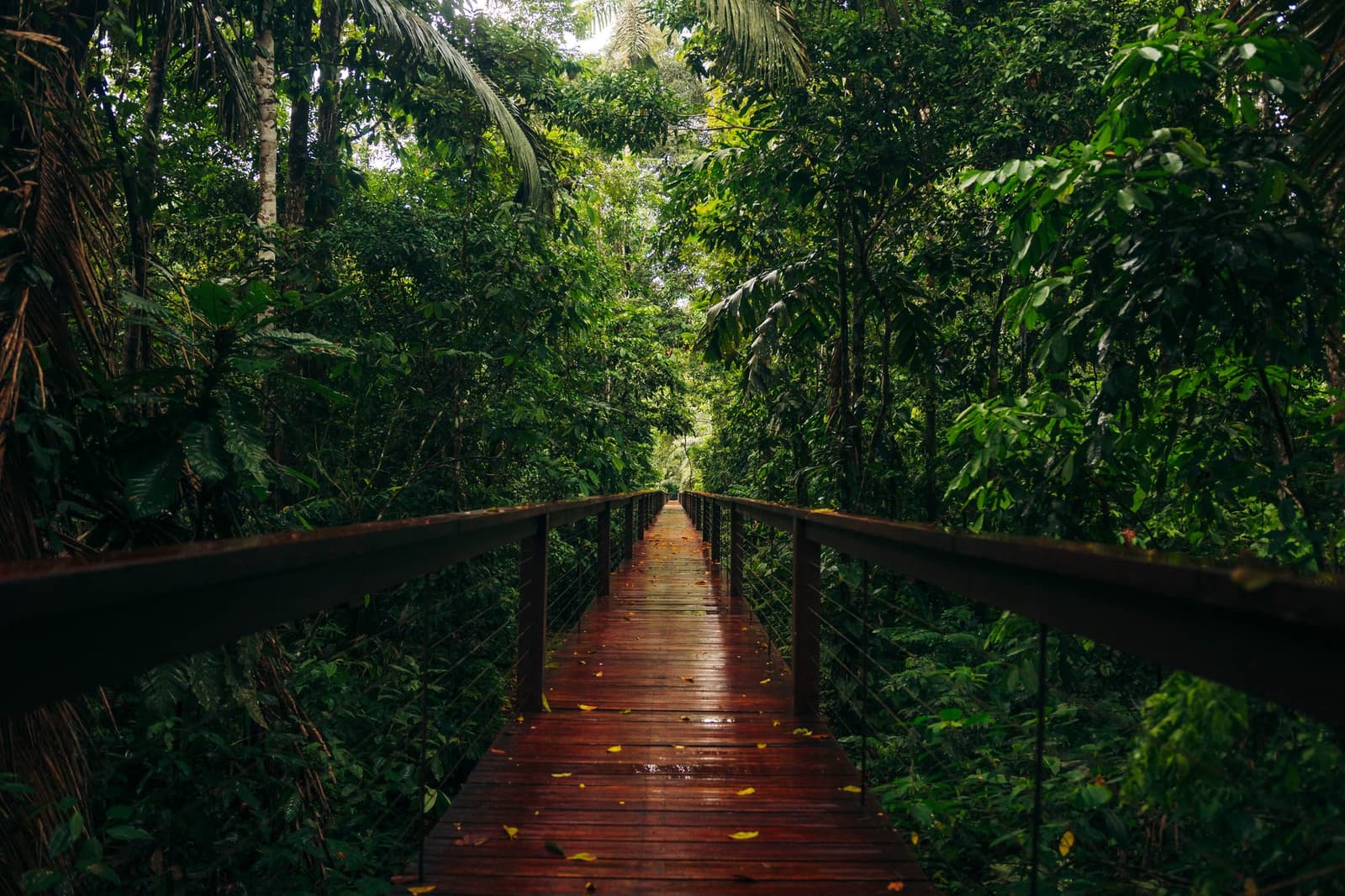 The forest starts right here, and the path keeps going. A rain-slicked wooden boardwalk cuts through dense tropical forest at the Tambopata Research Center in Peru, flanked by cable railings and layers of lush green canopy receding into the distance