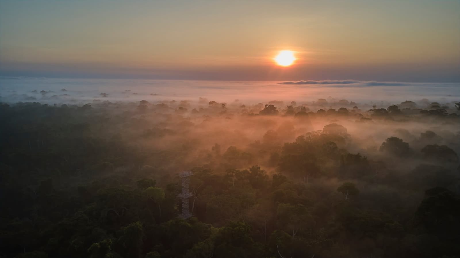 Sunrise finds the forest still half-asleep, wrapped in its own clouds. Photo: Paul Bertner 2017 Aerial view of the Tambopata Research Center Peru at sunrise, with a tall canopy observation tower rising above a sea of mist-wrapped rainforest treetops under a warm orange sky