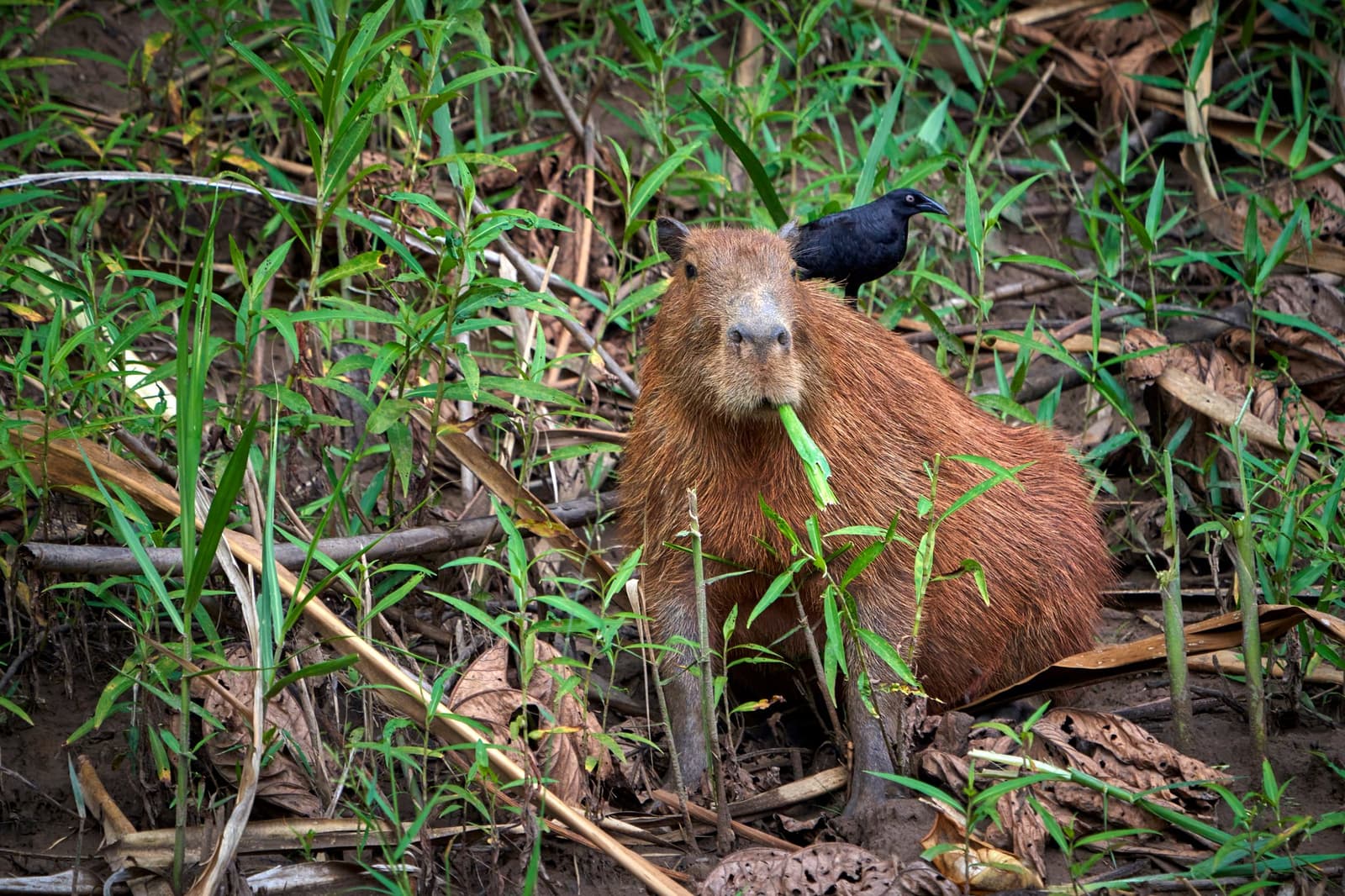 The bird has a whole jungle to perch in and chose this guy instead. Photo: Paul Bertner A capybara chewing on a green stem amid riverbank vegetation, with a small black bird perched on its back during an amazon tour from puerto maldonado