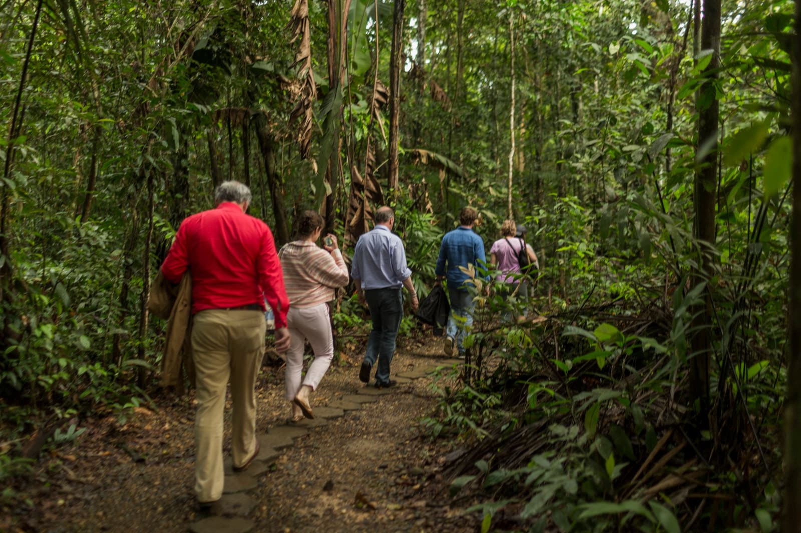 Five people, one trail, and a forest that keeps going long after the path ends. A group of five travelers walking single file along a narrow rainforest trail on an amazon tour from puerto maldonado, surrounded by tall trees, hanging lianas, and dense green undergrowth