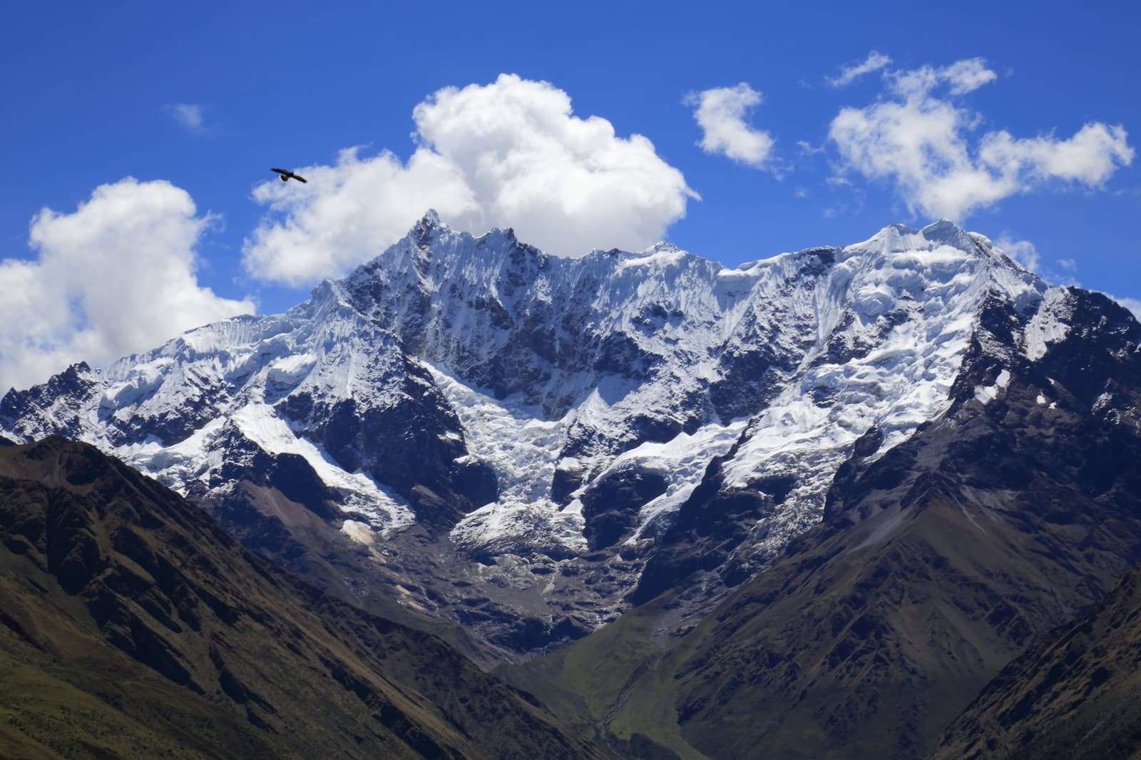 O pássaro escolheu o melhor ângulo, e não está disposto a ceder. Uma grande ave plana diante de picos andinos cobertos de neve acima de um vale verde na Ancascocha Trek, sob um céu azul intenso com nuvens volumosas