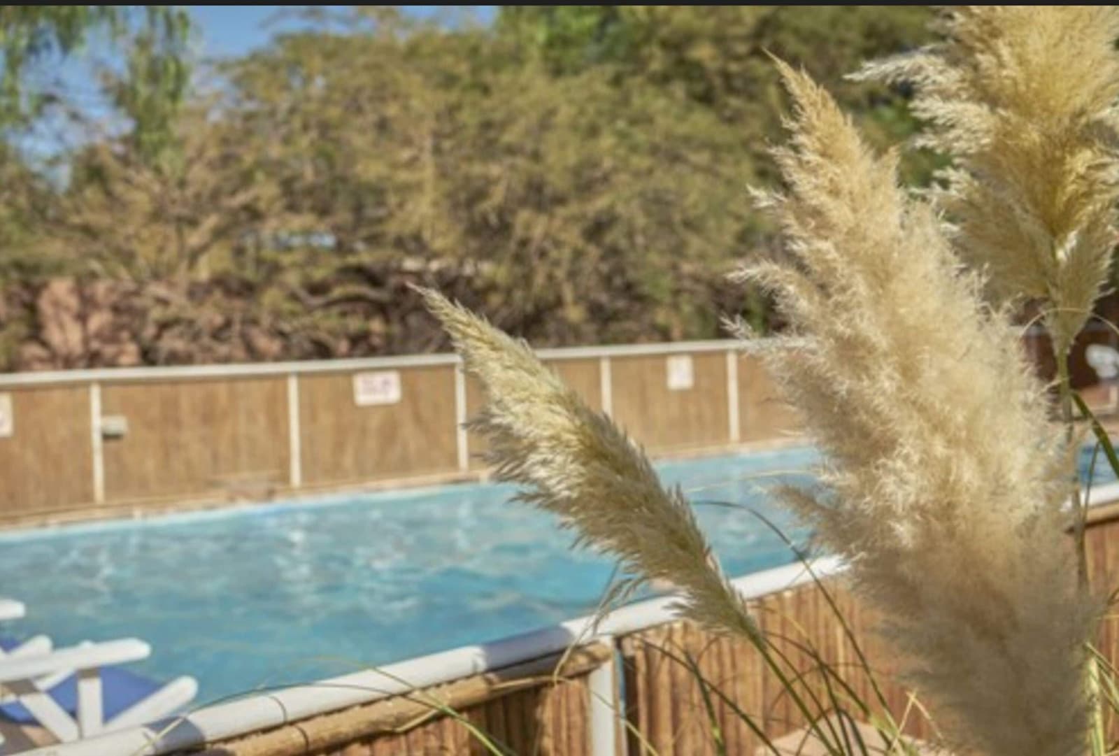 The pool is right there. The pampas grass just wanted to be in the shot. Feathery pampas grass plumes in the foreground with a blue outdoor pool enclosed by a wooden fence and rocky desert vegetation behind, at an atacama desert tour package lodge