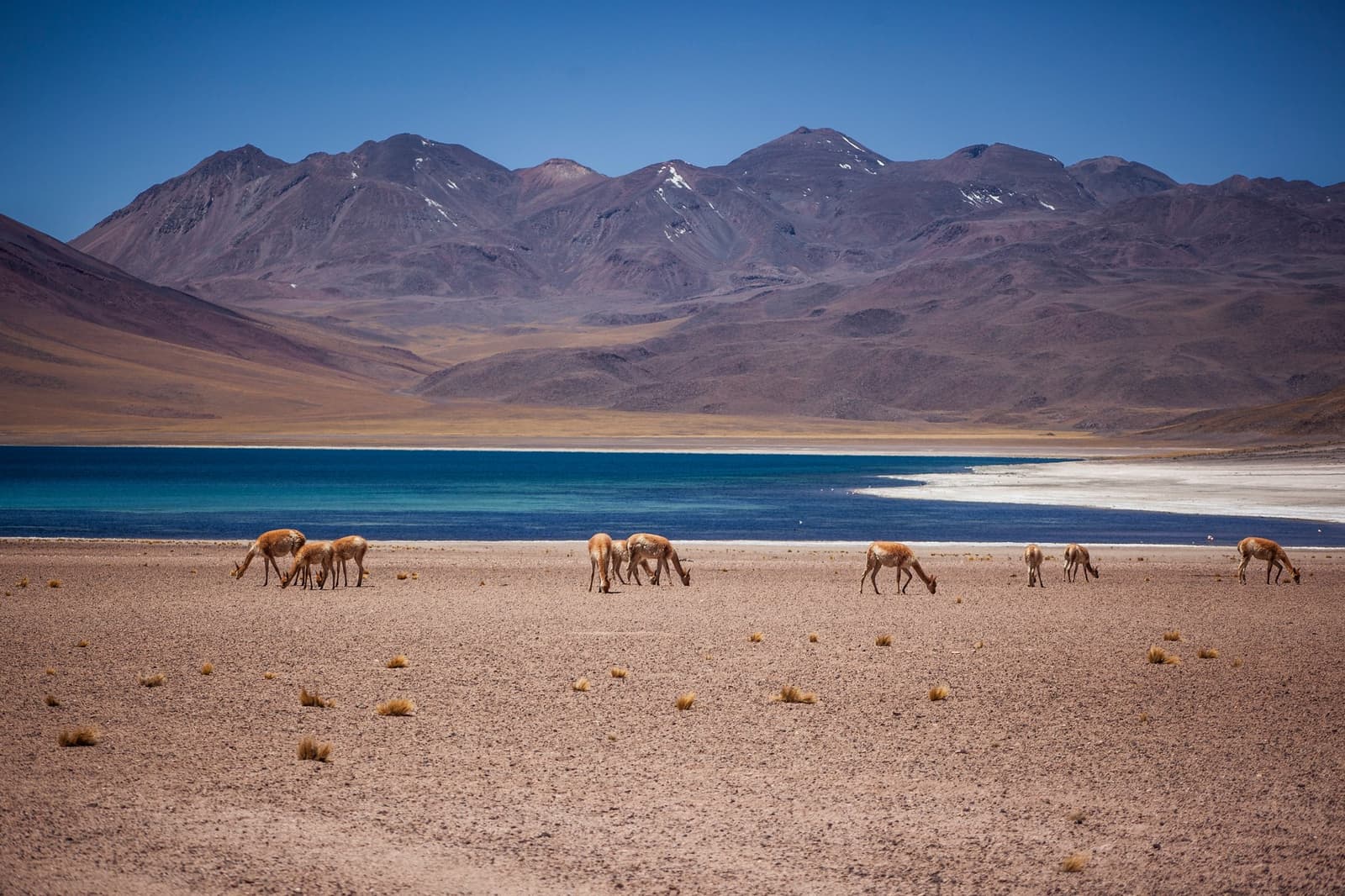 Vicuñas at 4,000 m, completely unbothered, doing exactly what they please. Photo: Vicuñas Laguna Miscanti A herd of vicuñas grazing on the arid shoreline of a vivid blue high-altitude lagoon, with snow-dusted volcanic peaks rising behind it on this atacama desert tour package itinerary