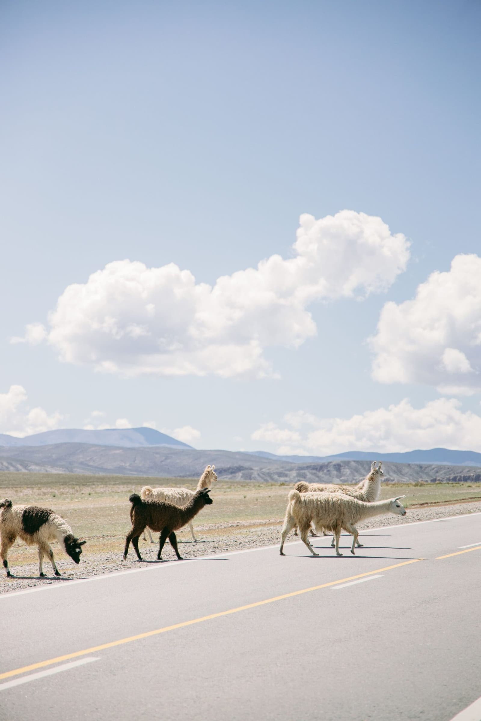 Voorrang voor de lama's, en daar twijfelen ze zelf niet aan. Een kleine kudde lama's en schapen steekt een geasfalteerde weg over tijdens de Atacama-woestijntrek, met een wijd Altiplano-landschap en verre bergen onder een stralend blauwe hemel