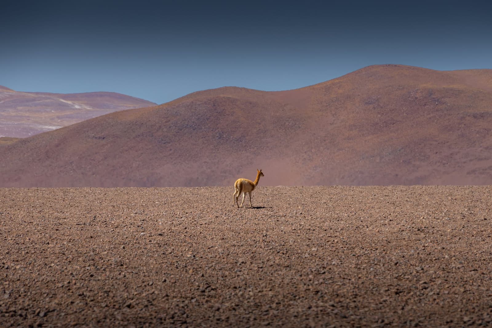 Eén vicuña, een eindeloze vlakte, en meer stilte dan je aankan. Een eenzame vicuña staat op een uitgestrekte grindvlakte tijdens een Atacama woestijn trek, met roodbruine heuvels en een heldere blauwe lucht op de achtergrond.