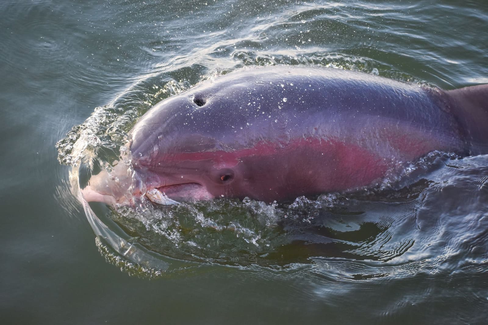 Perto o suficiente para sentir o bafo, o boto não tem nenhum pudor. Um boto-cor-de-rosa emerge muito perto da câmera durante um cruzeiro Delfin na Amazônia, com a pele rosada e a boca aberta bem visíveis entre os respingos d'água