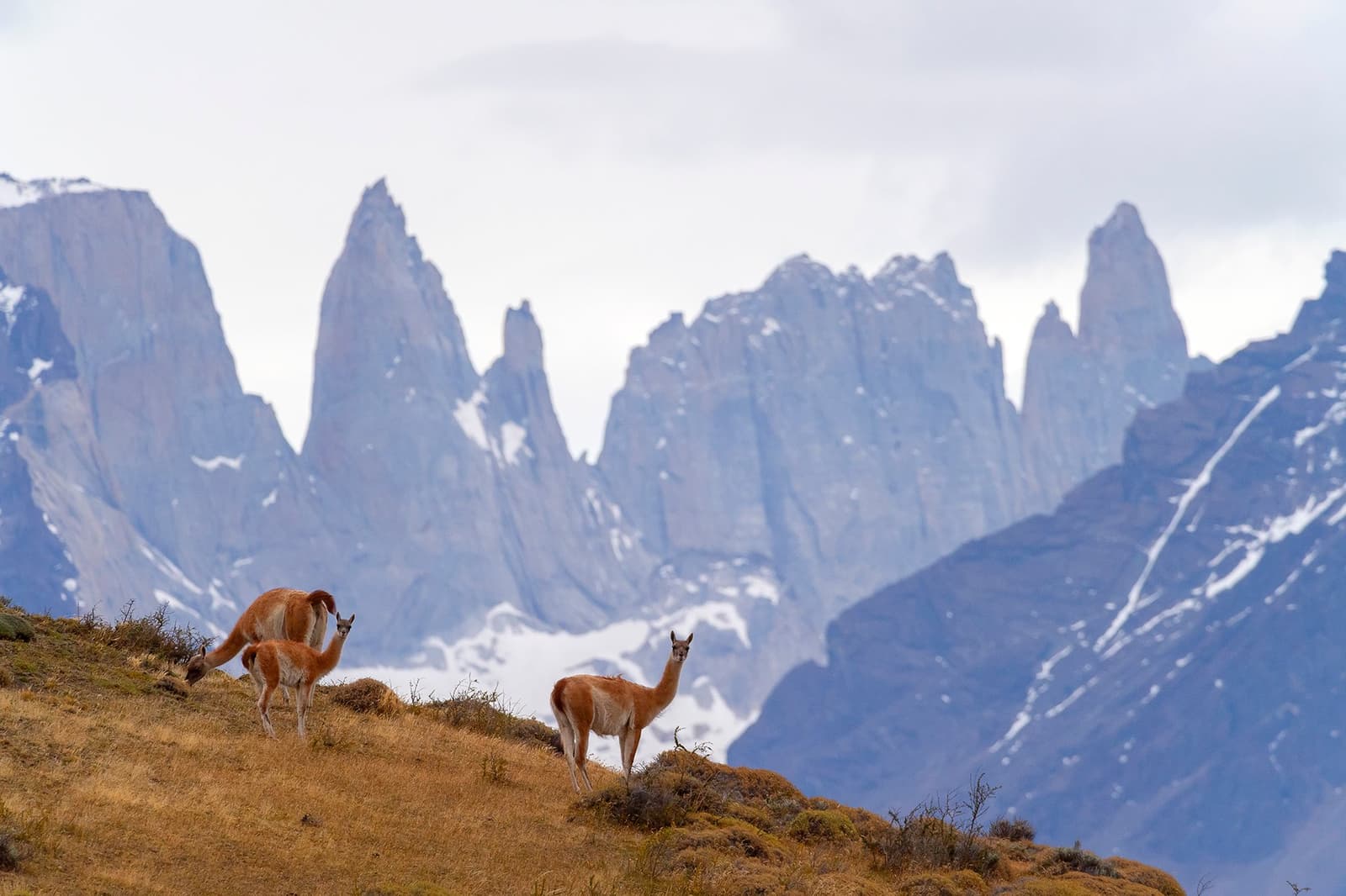 They own this view, and they know it. Photo: PIA VERGARA Two guanacos stand on a dry grassy hillside at Estancia Cerro Guido, with the jagged granite spires of the Paine Massif rising through low cloud behind them