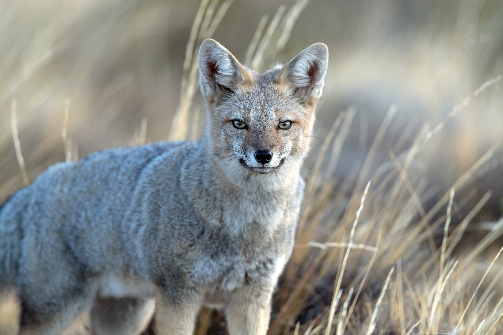 It sized us up, decided we were not interesting, and carried on. A grey fox stands alert among dry golden grasses, staring directly at the camera — one of the wild species you may encounter during a wildlife outing at estancia cerro guido in Chilean Patagonia