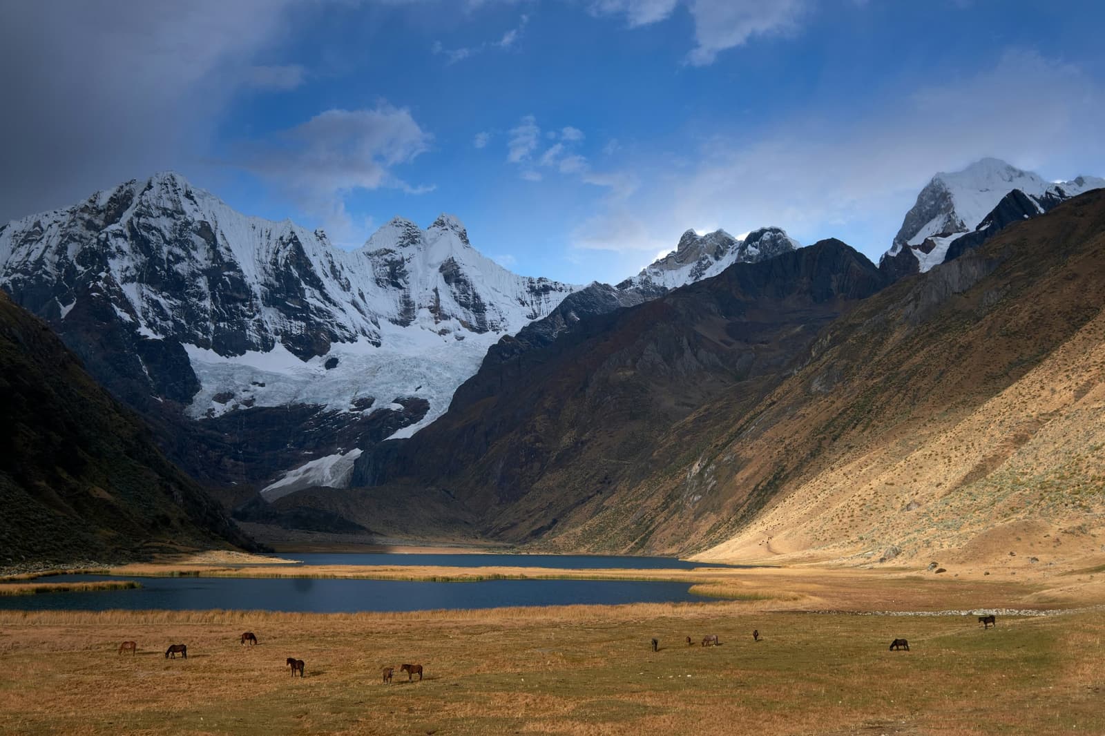Pack horses off-duty, doing exactly what they should. Horses grazing on golden puna grassland beside a glacial lake on the huayhuash circuit, with snow-capped peaks and a hanging glacier rising sharply behind the valley
