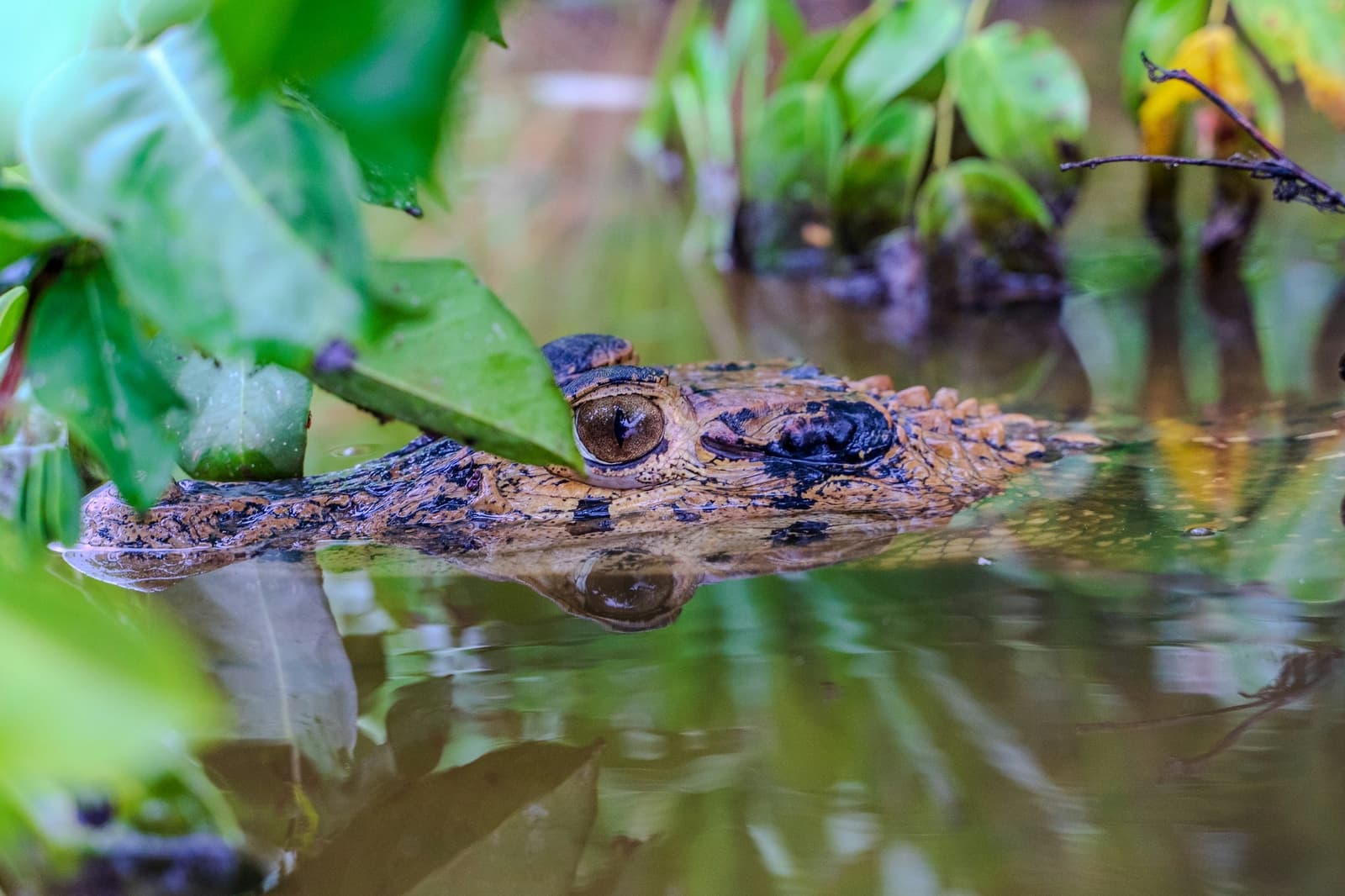Patient, perfectly still, and about 90% invisible. The river has its own rules. A small caiman resting with only its head above the waterline, partially concealed by green aquatic leaves along a jungle riverbank on a Machu Picchu and Amazon tour in Peru