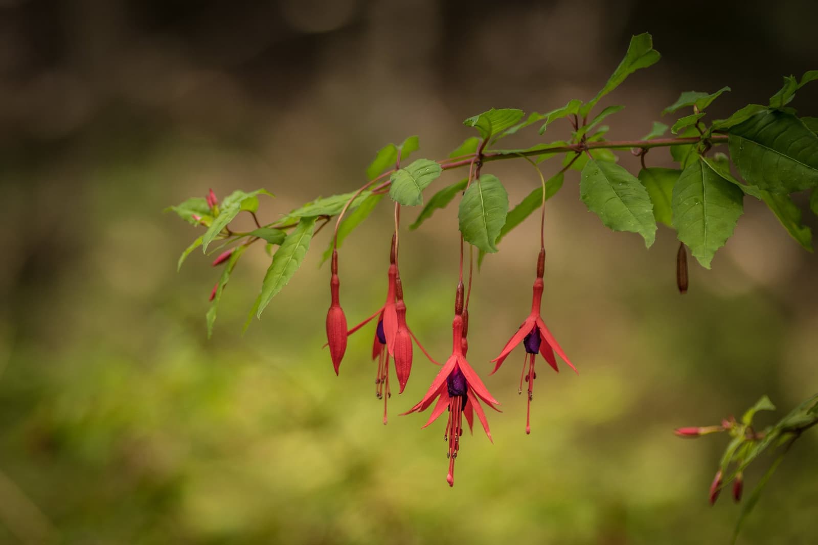 Spring on this side of the park has its own quiet show. Photo: outdoorstv.cl Pendant red and purple fuchsia flowers hanging from a slender branch against a soft green forest background on the self-guided O Circuit trail