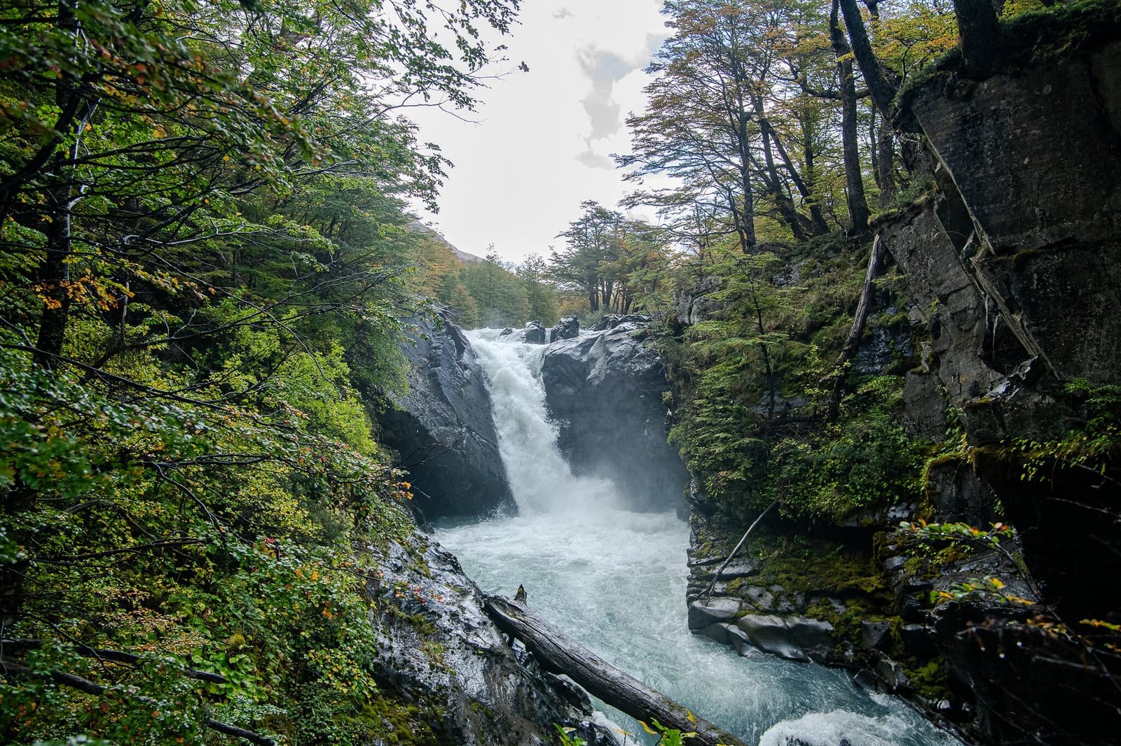 Cold, fast, and completely indifferent to your schedule, the Los Perros River sets the mood. A powerful waterfall cascades over dark rocks into a churning glacial river on the o trek in patagonia, flanked by lenga beech trees showing early autumn colour