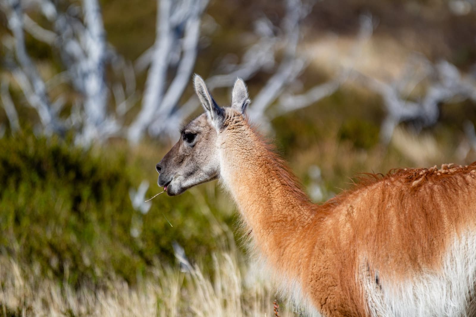 Lunch break, no reservation required. Photo: Patagonia Camp A guanaco pauses mid-chew among dry grasses and bare shrubs, its tawny coat and grey face sharp against a softly blurred patagonia camp landscape