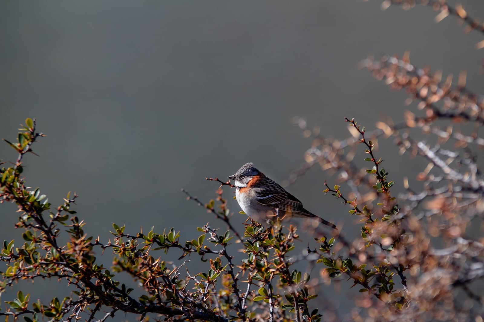Small enough to miss, bold enough to hold its branch in a Patagonian wind. Photo: Patagonia Camp A rufous-collared sparrow perched on a thorny low shrub, its rust-orange chest and grey cap sharp against a soft grey background, near Patagonia Camp in Chilean Patagonia