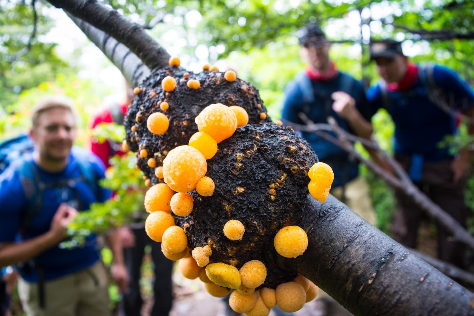 Not everything stops you in your tracks is a puma. Sometimes it's this. Close-up of two dark globular fungal growths covered in bright orange spherical fruiting bodies on a tree branch, with hikers carrying backpacks pausing to look at them during puma trekking in Patagonia