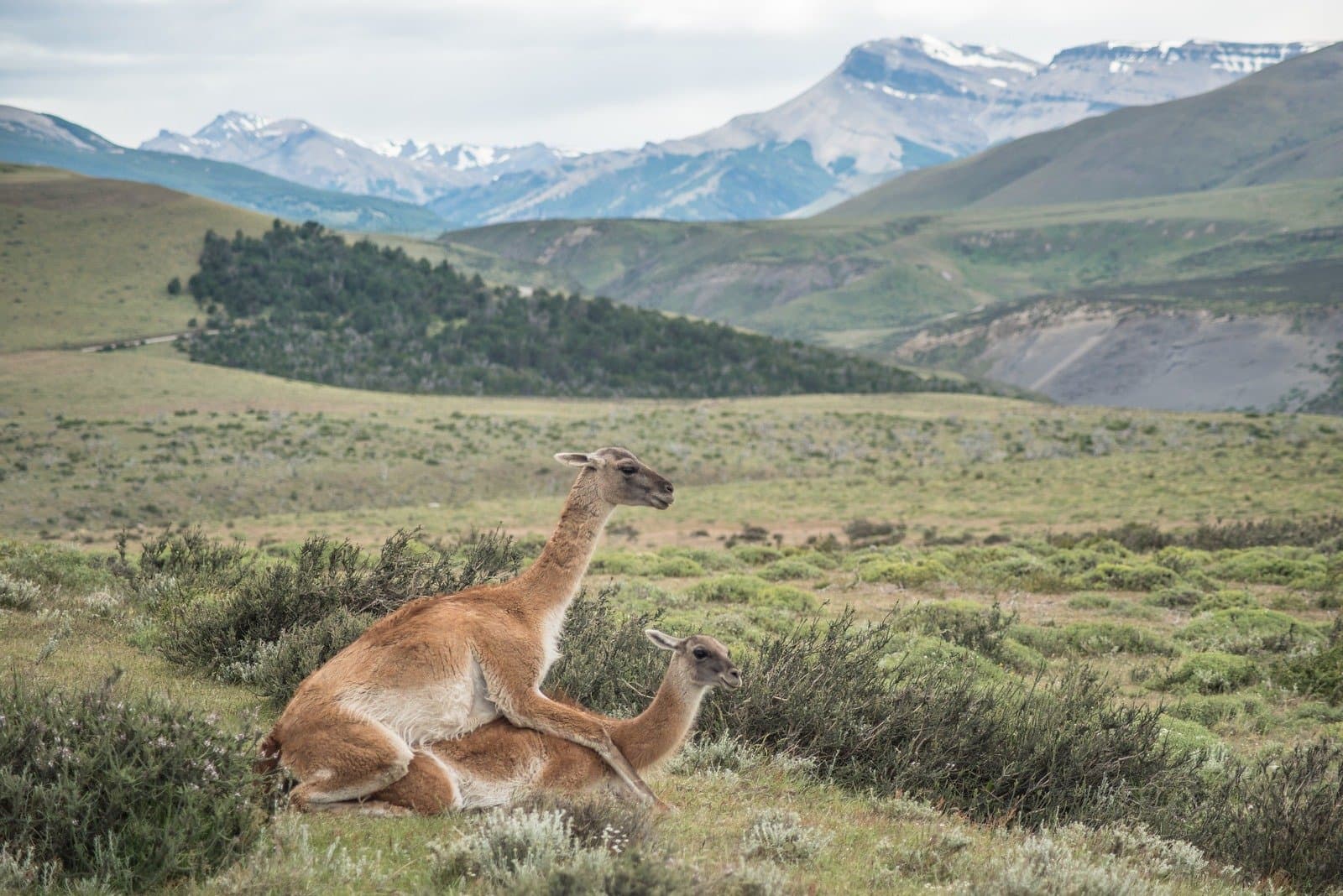Guanacos take a rest, the whole Andes as their backrest. A guanaco and its young cub resting together on Patagonian scrubland, with rolling green hills and snow-dusted mountains in the background — the kind of wildlife encounter common on a puma trekking Patagonia trip
