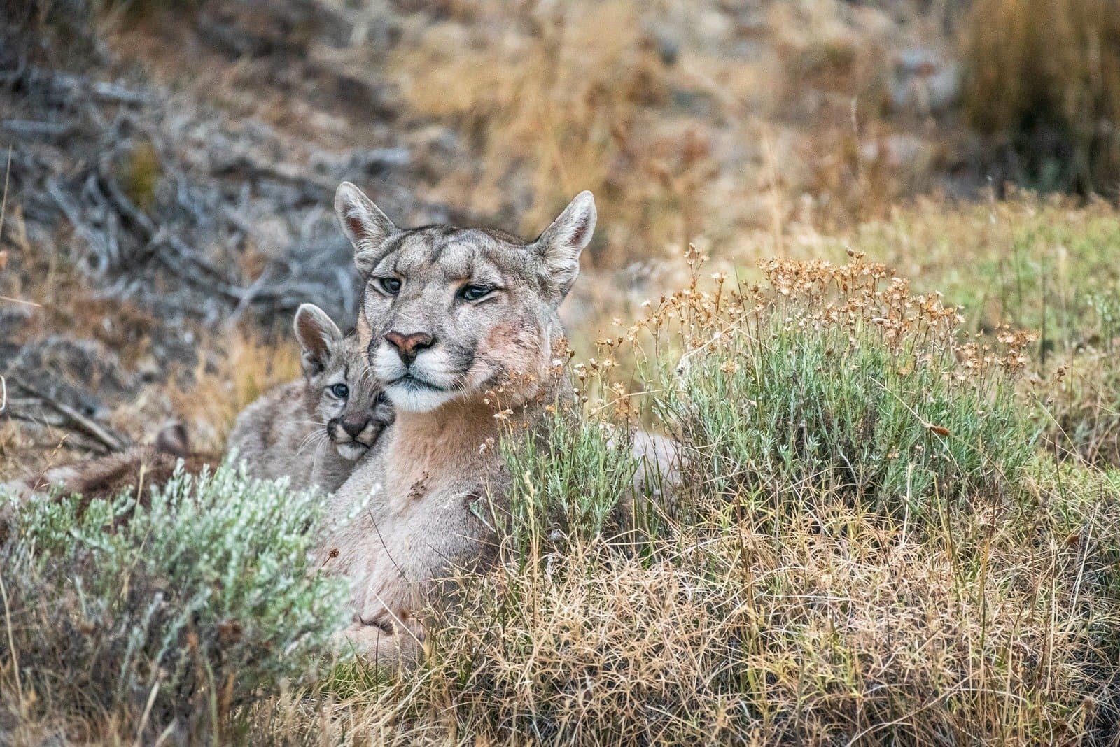 A cub that small has no idea how rare this moment is. You do. A female puma lies in low scrubland vegetation during puma trekking in Patagonia, while a small spotted cub presses close against her neck, both looking toward the camera