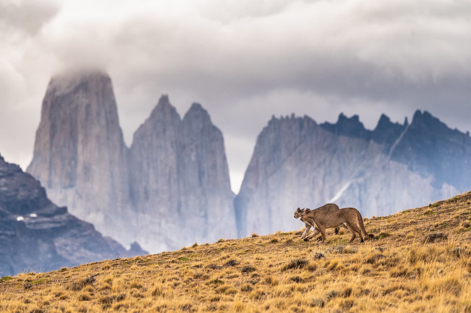 Both of them knew exactly where they were going. We were just glad to follow. Two pumas walking across a golden grass hillside during puma trekking in Patagonia, with the iconic granite spires of Torres del Paine rising through storm clouds in the background