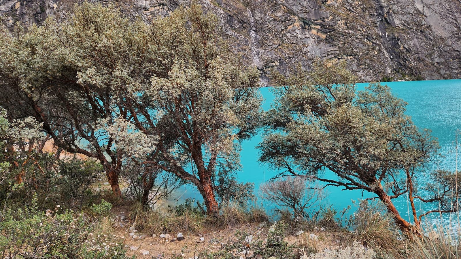 That colour needs no filter, and the trees know it. Twisted red-barked Andean trees along the shore of a vivid turquoise glacial lake on the santa cruz trek, with sheer grey rock walls rising in the background