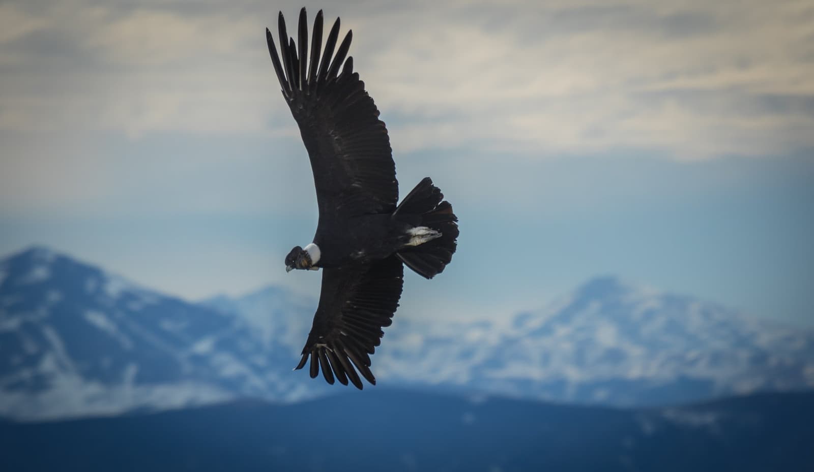 A condor clocking in early, with the whole Andes as its office. Photo: outdoorstv.cl An Andean condor with wings fully spread soars above snow-dusted mountain peaks on the self-guided W Trek, its white neck ruff and broad black plumage clearly visible against a pale blue sky