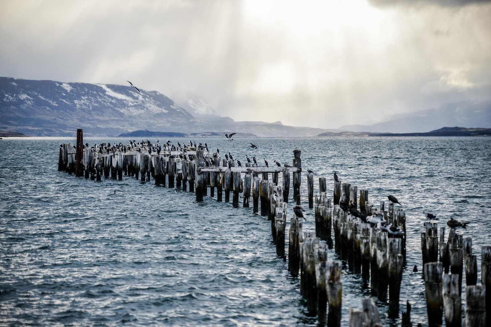 The birds claimed the old pier long ago. Nobody is disputing it. Dozens of cormorants perched and taking flight on the weathered wooden pilings of a ruined pier, with choppy grey-blue water and snow-dusted mountains in the background near Puerto Natales, the gateway to the short w trek in Chilean Patagonia.