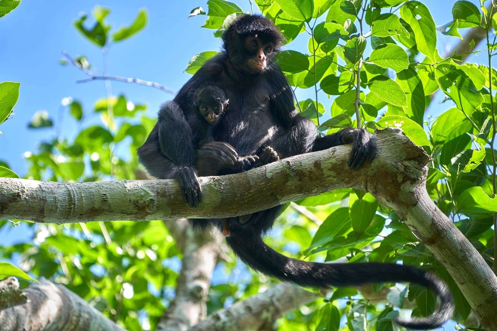 Mother knows best, and right now best means staying very still up here. Photo: Paul Bertner A black spider monkey mother holds her wide-eyed infant on a sunlit tree branch at the Tambopata Research Center Peru, surrounded by bright green canopy leaves against a blue sky.