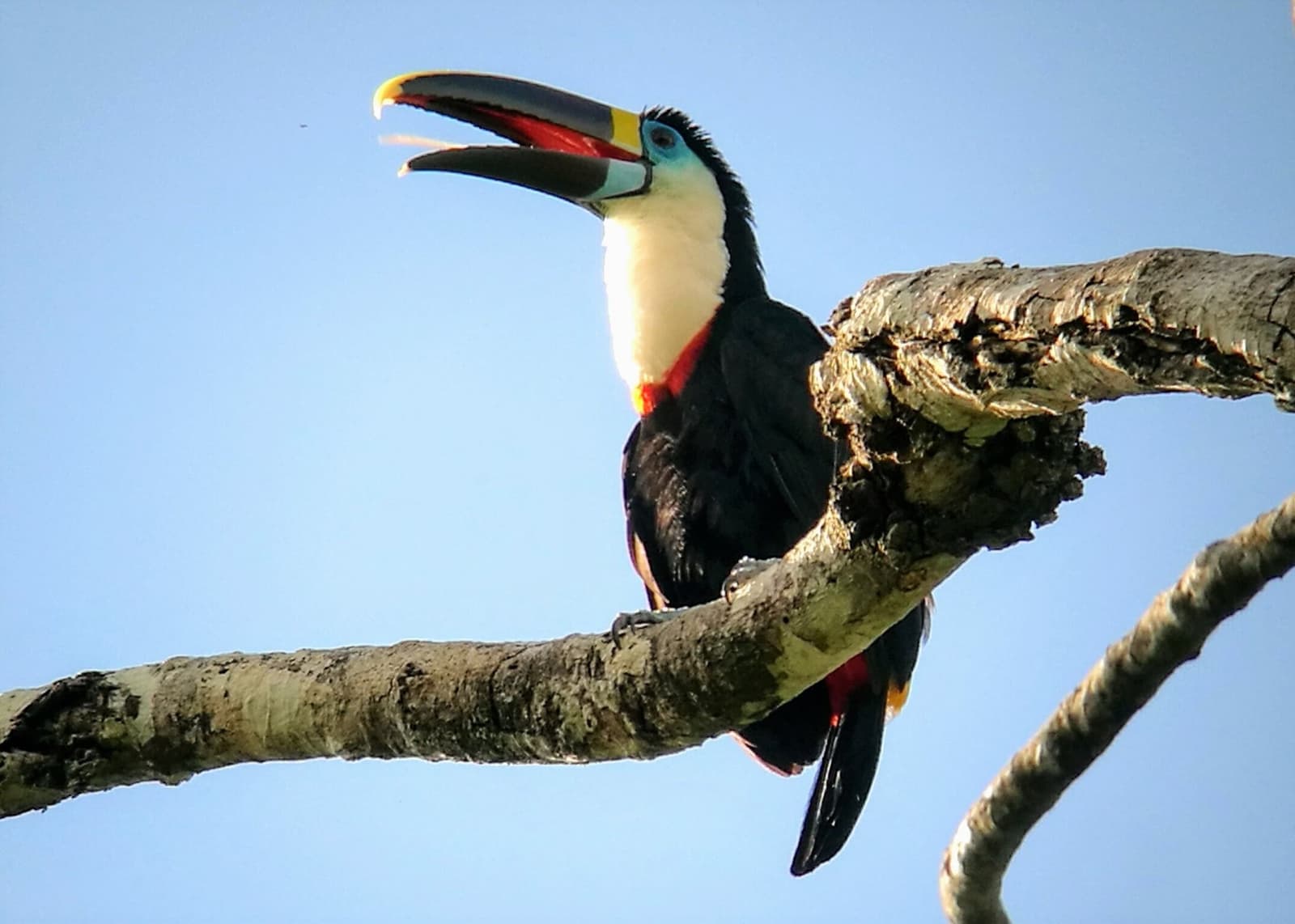 It has opinions, and it is not keeping them to itself. A white-throated toucan perched on a bare branch against a clear blue sky, beak open mid-call, showing its bold yellow, black, and red bill markings — a classic wildlife sighting on an amazon tour from puerto maldonado
