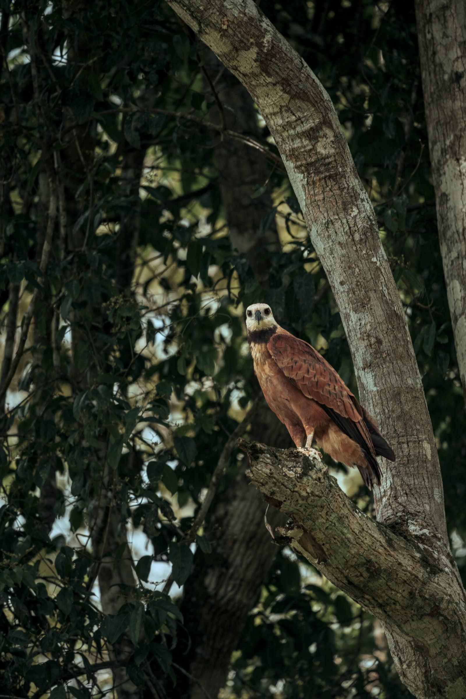 It sized us up first. Patience, apparently, runs both ways. Photo: Yvonne Kreuzmayr A black-collared hawk with rich rufous plumage and a pale face perches on a mossy tree branch during an aria amazon cruise wildlife excursion, surrounded by dense green forest canopy