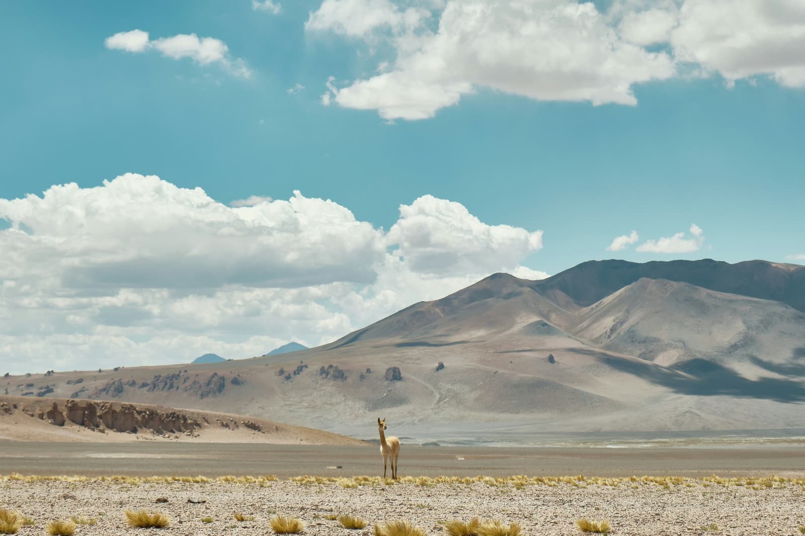Animal pequeño, silencio inmenso. El altiplano pone las cosas en perspectiva. Una vicuña solitaria parada en la llanura abierta de grava del desierto de Atacama para acampar, con montañas volcánicas áridas y un amplio cielo azul al fondo