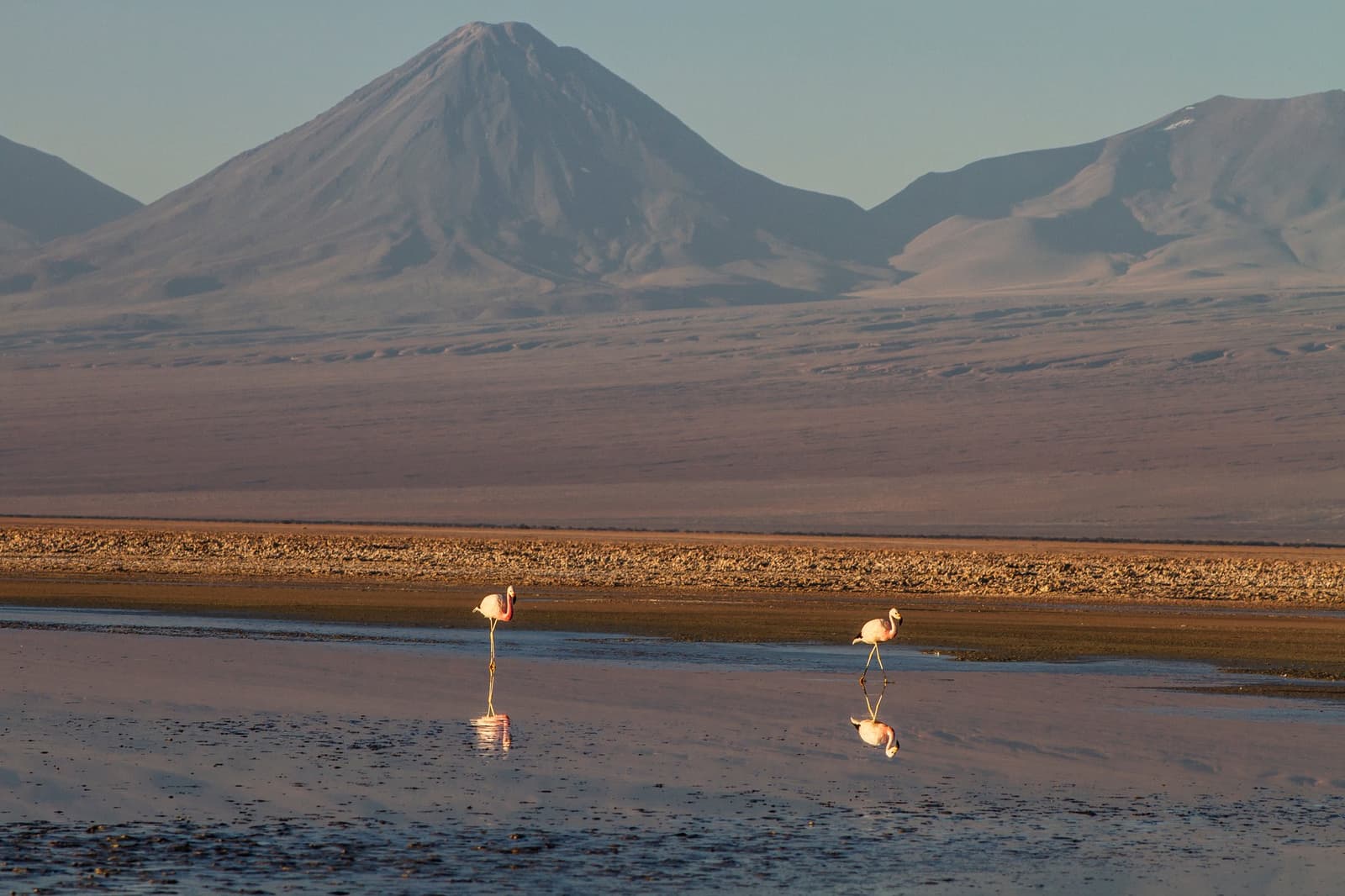 Laguna Chaxa has its own ideas about what counts as a backdrop. Photo: Laguna Chaxa Two pale-pink flamingos wading in the shallow reflective waters of Laguna Chaxa on an Atacama Desert tour package, with a sharp conical volcano and broad desert mountains rising behind them in warm late-afternoon light