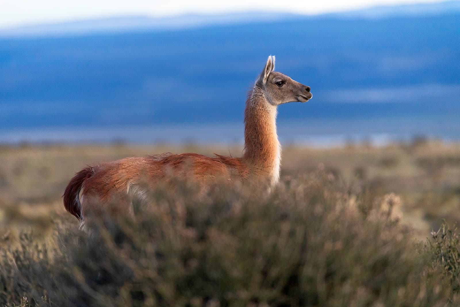 It has been here longer than the estancia. Probably knows it, too. A guanaco stands alert among low scrub bushes on the open steppe at Estancia Cerro Guido, with a vast blue-shadowed valley stretching across the background