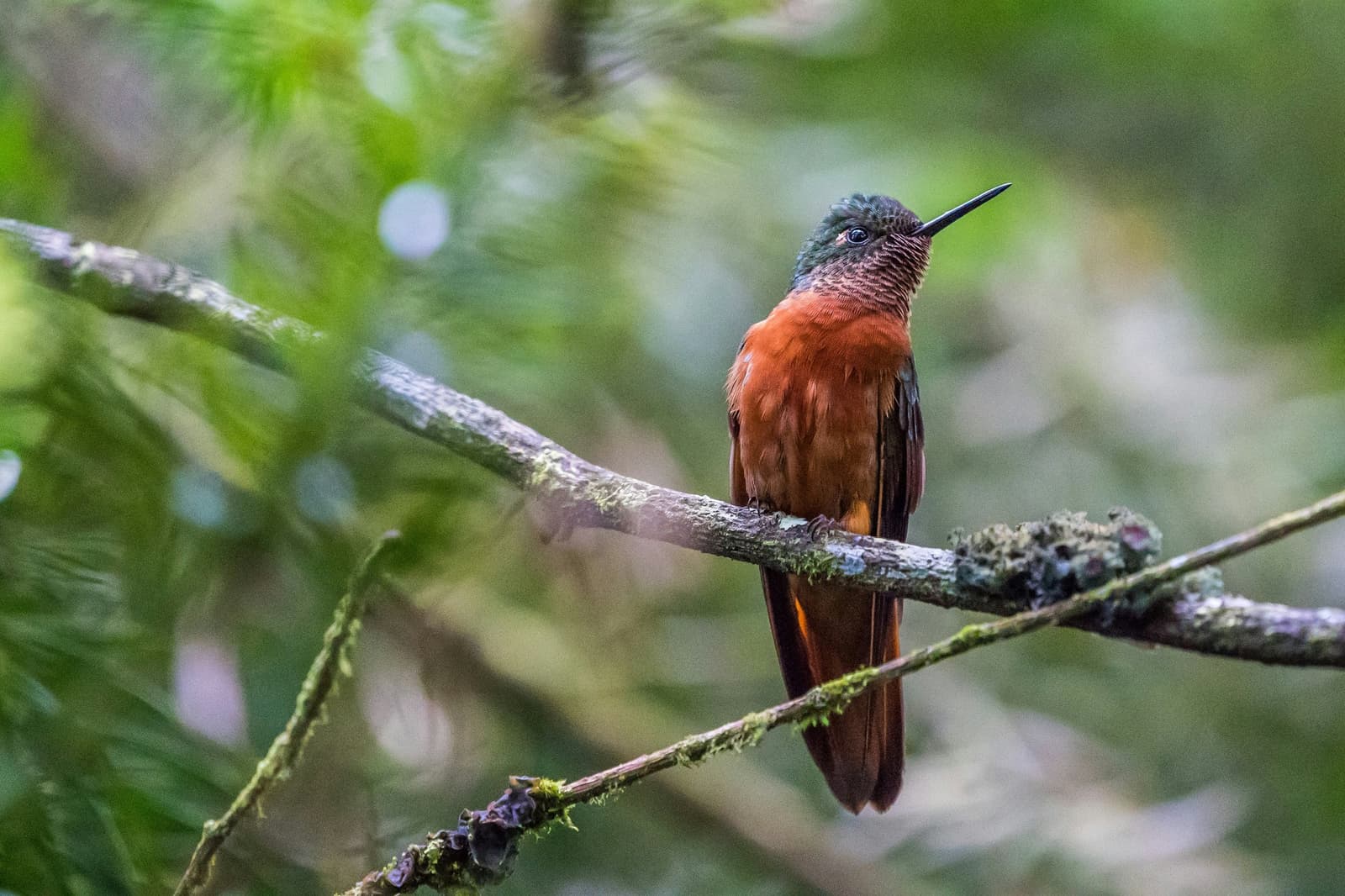Tiny, copper-chested, and clearly not in a hurry for once. A rufous-breasted hummingbird with a green-capped head perches on a lichen-covered branch in dense cloud forest, part of the wildlife encountered on a Machu Picchu Amazon tour across Peru