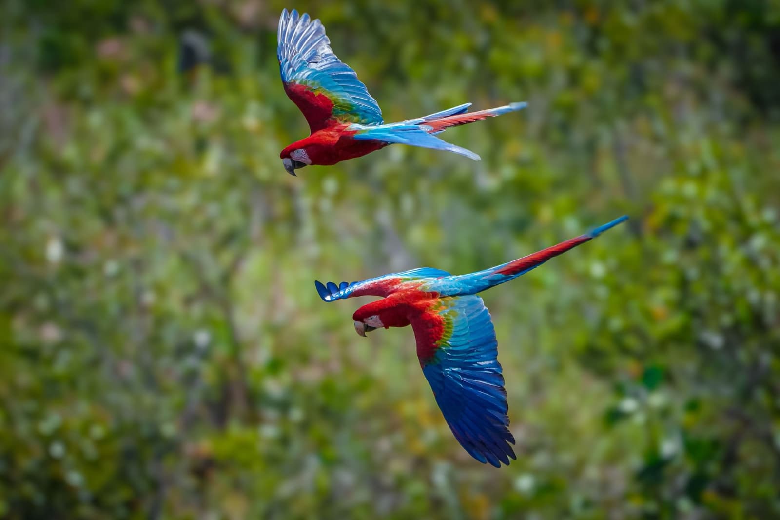 Scarlet macaws fly in pairs. Spot them once and you'll be scanning the sky all week. Two scarlet macaws in full flight, wings spread wide, their vivid red, blue, and green plumage sharp against a blurred green canopy — a highlight of any machu picchu amazon tour machu picchu and amazon tours itinerary that begins in the Peruvian rainforest