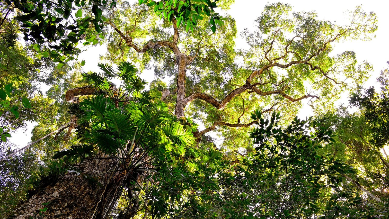 Flat on your back is honestly the best way to read a forest this old. Photo: Oscar Fava Upward view from the base of a tall rainforest tree, showing twisted branches spreading into a dense green canopy with palms and epiphytes, on a machu picchu amazon tour through the Peruvian lowlands