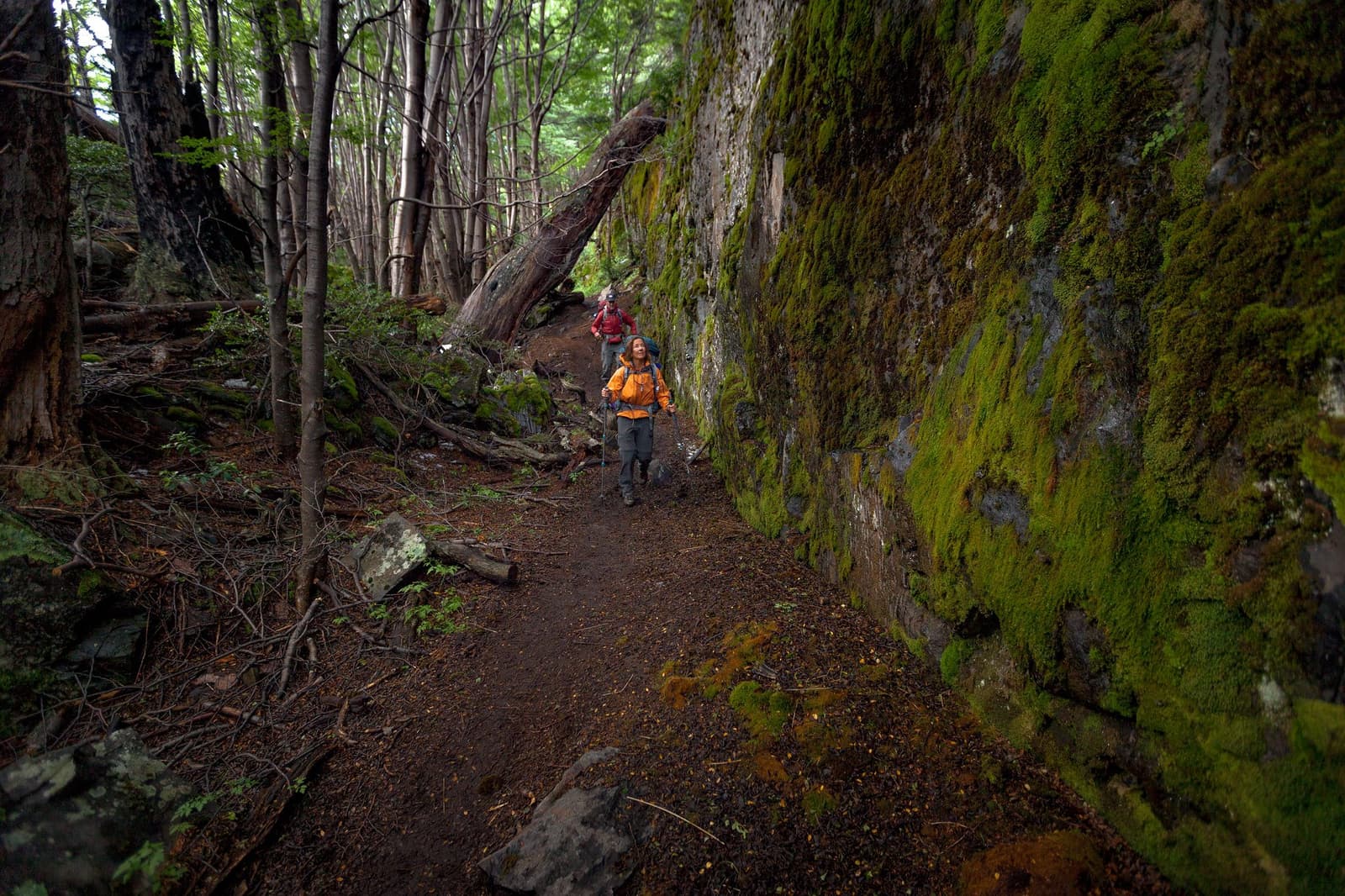Moss doesn't grow like that without a lot of rain. Pack accordingly. Two hikers with full backpacks navigate a narrow trail on the self-guided O Circuit, passing a towering moss-covered rock face flanked by old lenga beech forest