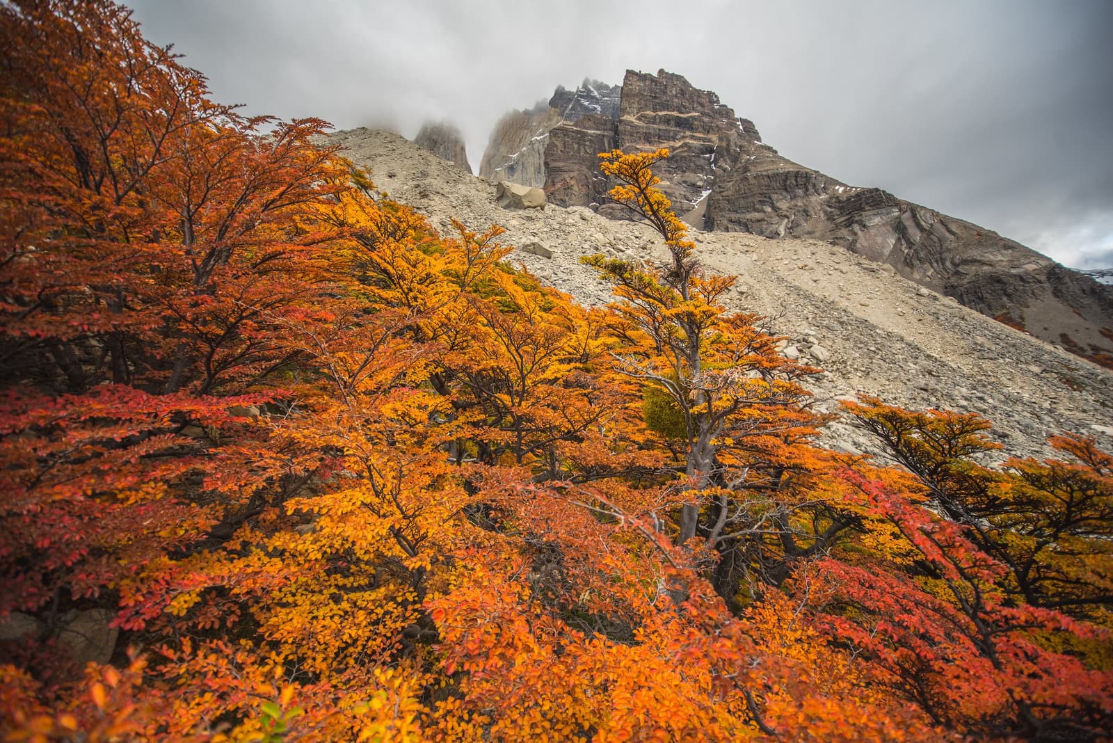 Autumn on the O Trek hits different when the granite is right behind it. Fiery red and orange lenga beech trees in autumn colour blanketing a rocky slope on the o trek in patagonia, with jagged granite peaks partially veiled in cloud rising above the scree