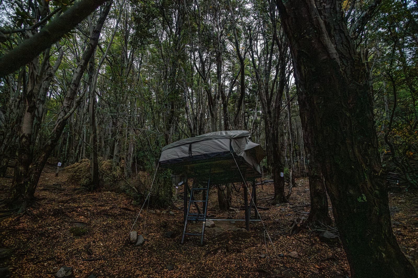 Your bedroom for the night, tucked into the trees and entirely off the ground. A rooftop-style tent on a raised platform with a ladder, set among bare-branched lenga trees on the O trek in Patagonia, the forest floor carpeted with autumn leaves