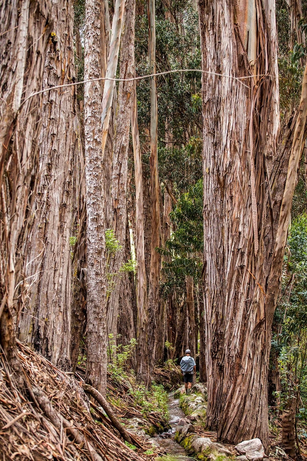 Few trails in Peru feel this quiet, and fewer forests this old. A lone hiker walks a narrow trail through tall, fibrous-barked trees in a dense inter-Andean cloud forest on the off-the-beaten-path Salkantay trek, the trunks towering far above and green foliage filtering light in the distance