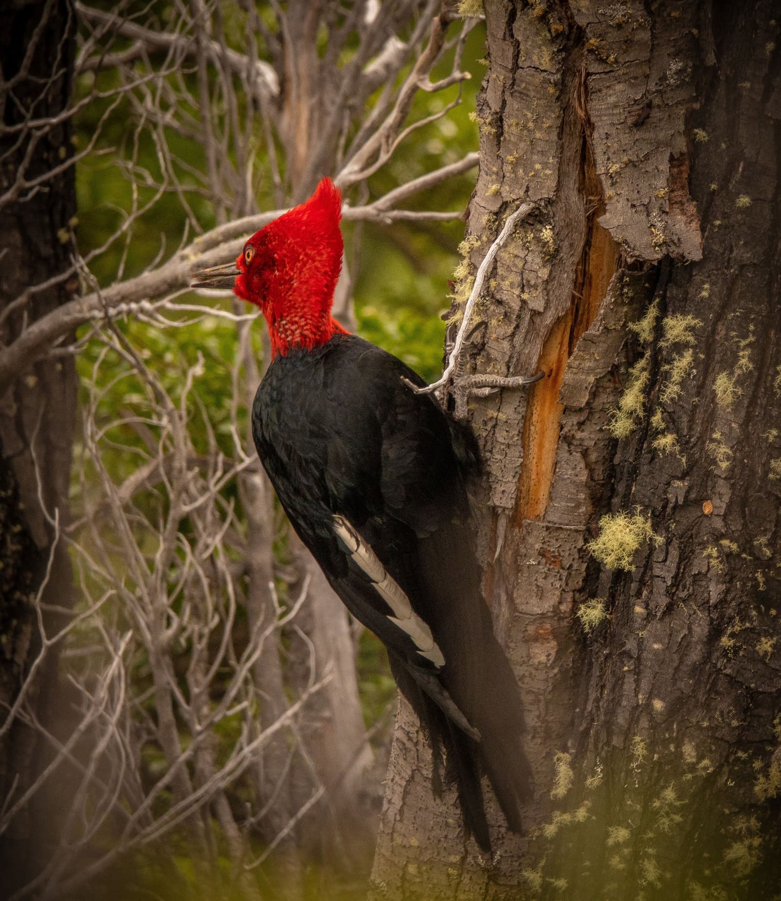 The forest carpenter, unbothered, doing exactly what forests need. Photo: Patagonia Camp A Magellanic woodpecker with a vivid red crest and black plumage clings to a lichen-covered tree trunk in native Patagonian forest near Patagonia Camp, its bill resting against freshly exposed wood