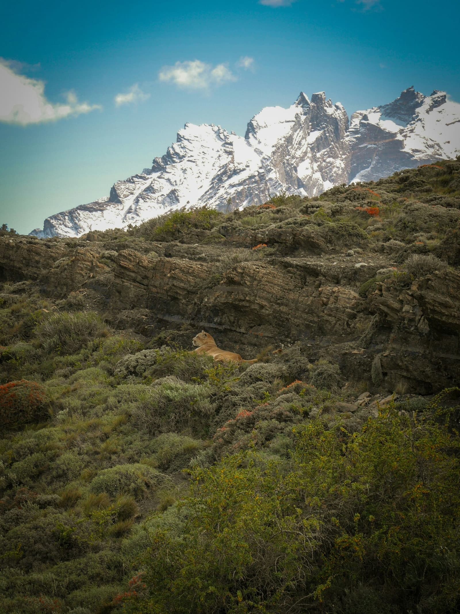 Spotted on a ledge, perfectly camouflaged, utterly indifferent to the audience below. Photo: Macarena Ollarzu A puma resting on a rocky ledge during puma trekking in Patagonia, surrounded by scrubland shrubs, with snow-capped granite peaks rising sharply into a blue sky behind it